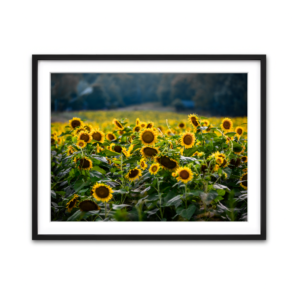 Framed Print 4x3 Black