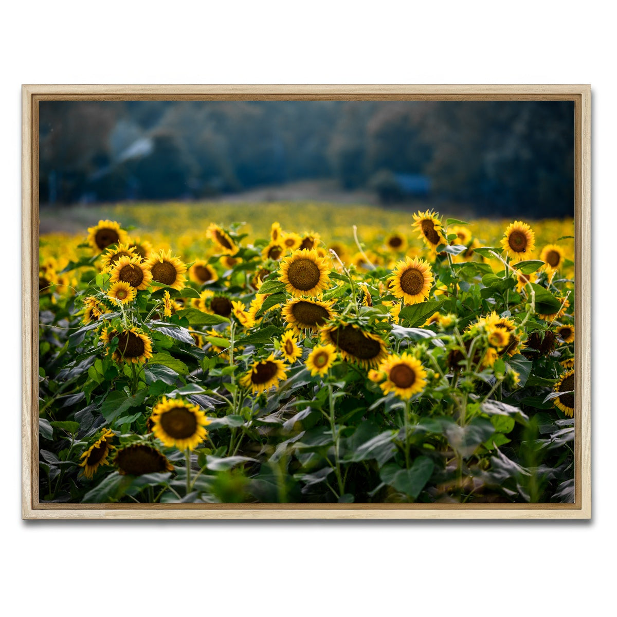 AUTO-MOCKUP WHITE | Sunflower Field | 1 Piece | Natural Framed Canvas | group=4x3