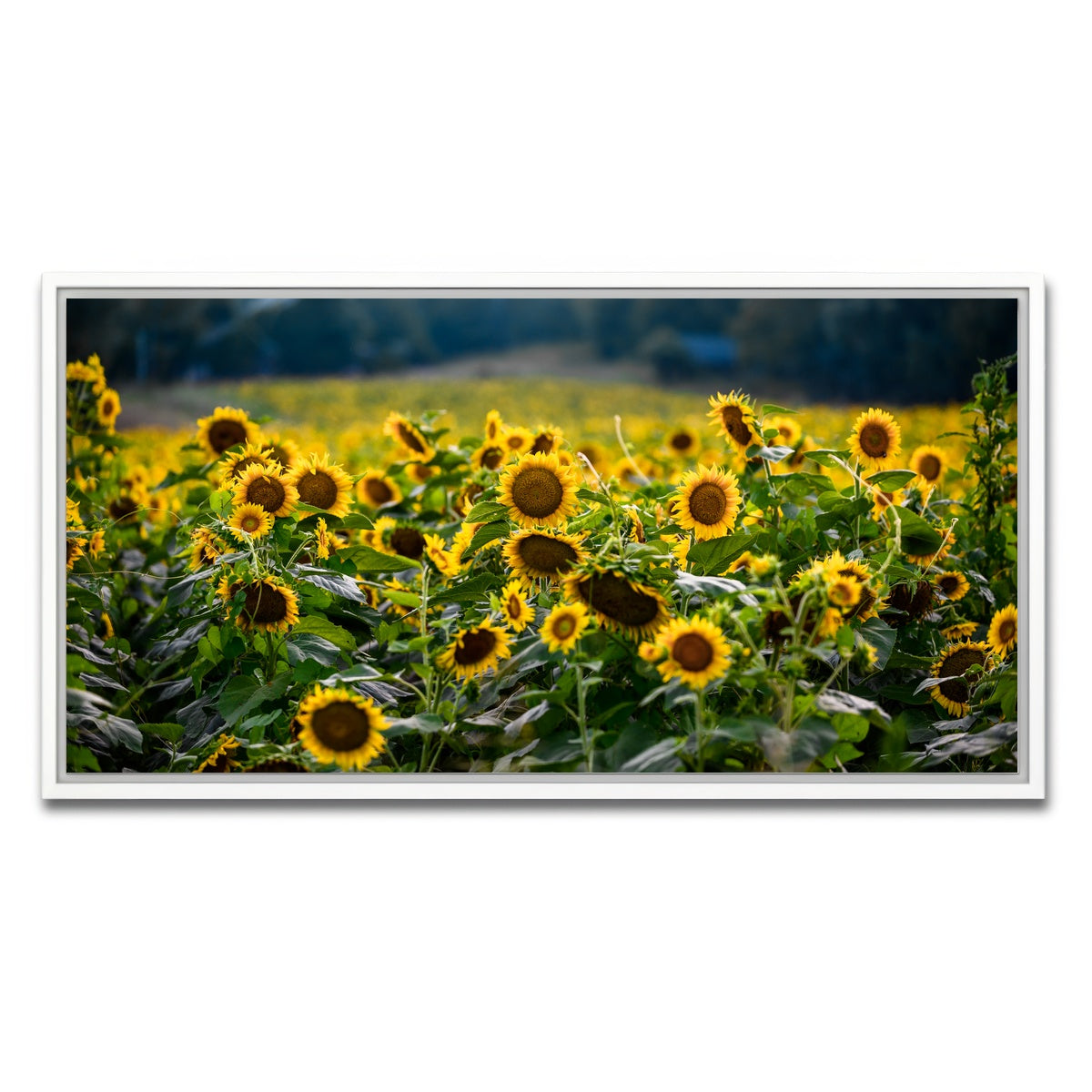 AUTO-MOCKUP WHITE | Sunflower Field | 1 Piece | White Framed Canvas | group=2x1