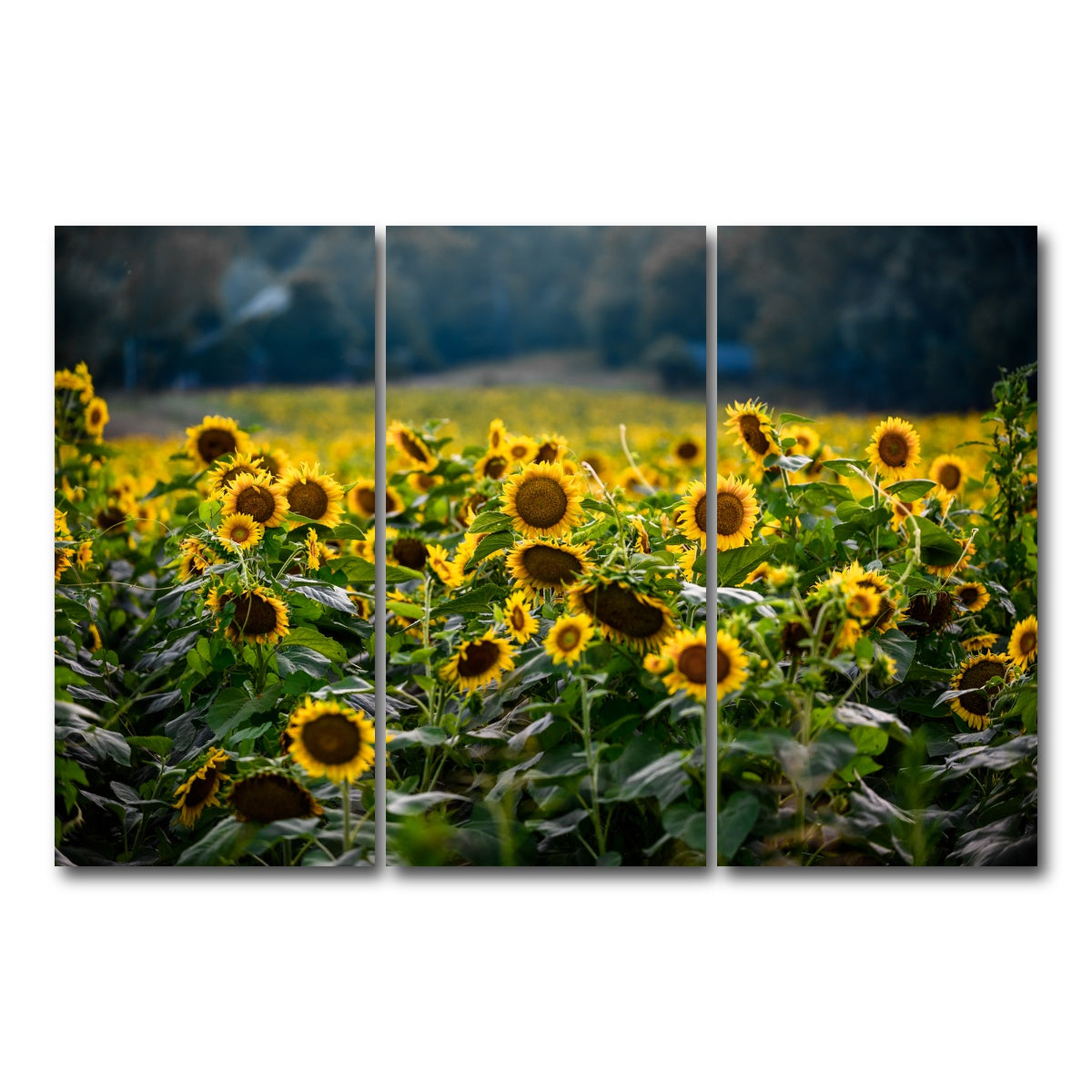 AUTO-MOCKUP WHITE | Sunflower Field | 3 Piece | Gallery Wrap Canvas | group=12x24