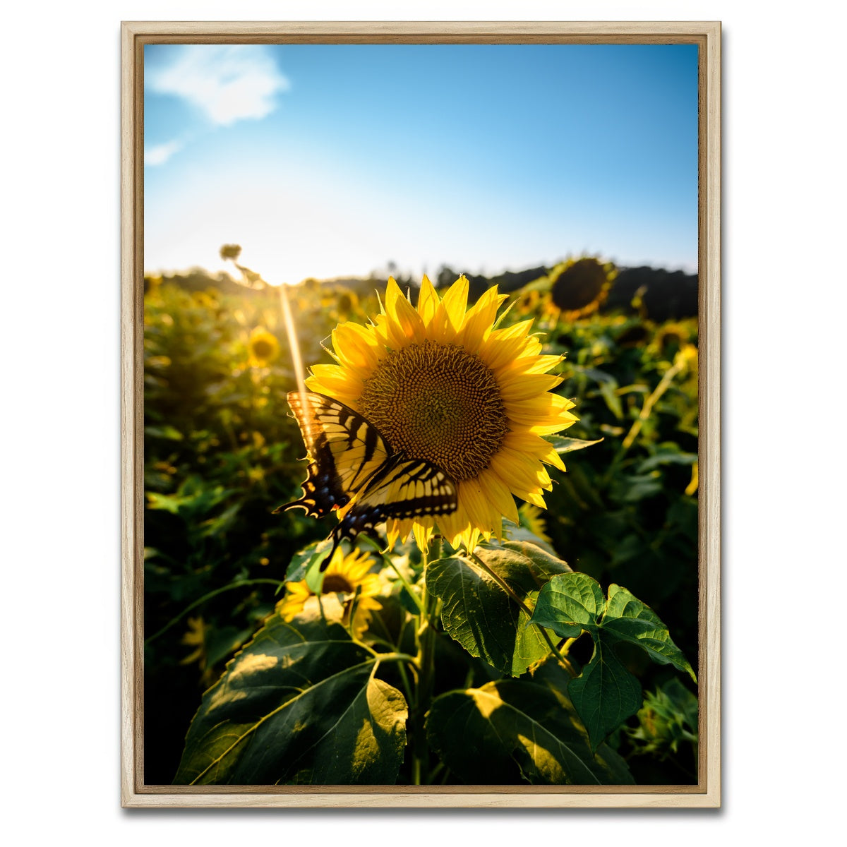 AUTO-MOCKUP WHITE | Sunflower Love | 1 Piece | Natural Framed Canvas | group=3x4