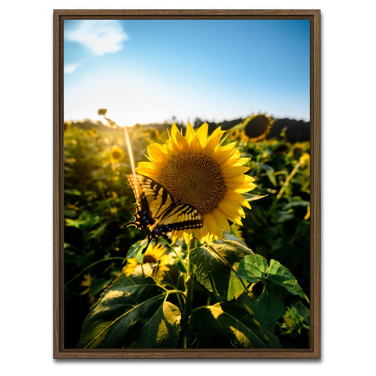 AUTO-MOCKUP WHITE | Sunflower Love | 1 Piece | Walnut Framed Canvas | group=3x4