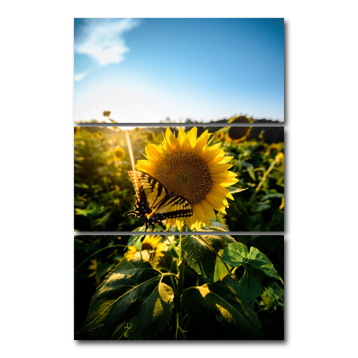 AUTO-MOCKUP WHITE | Sunflower Love | 3 Piece | Gallery Wrap Canvas | group=12x24_stacked