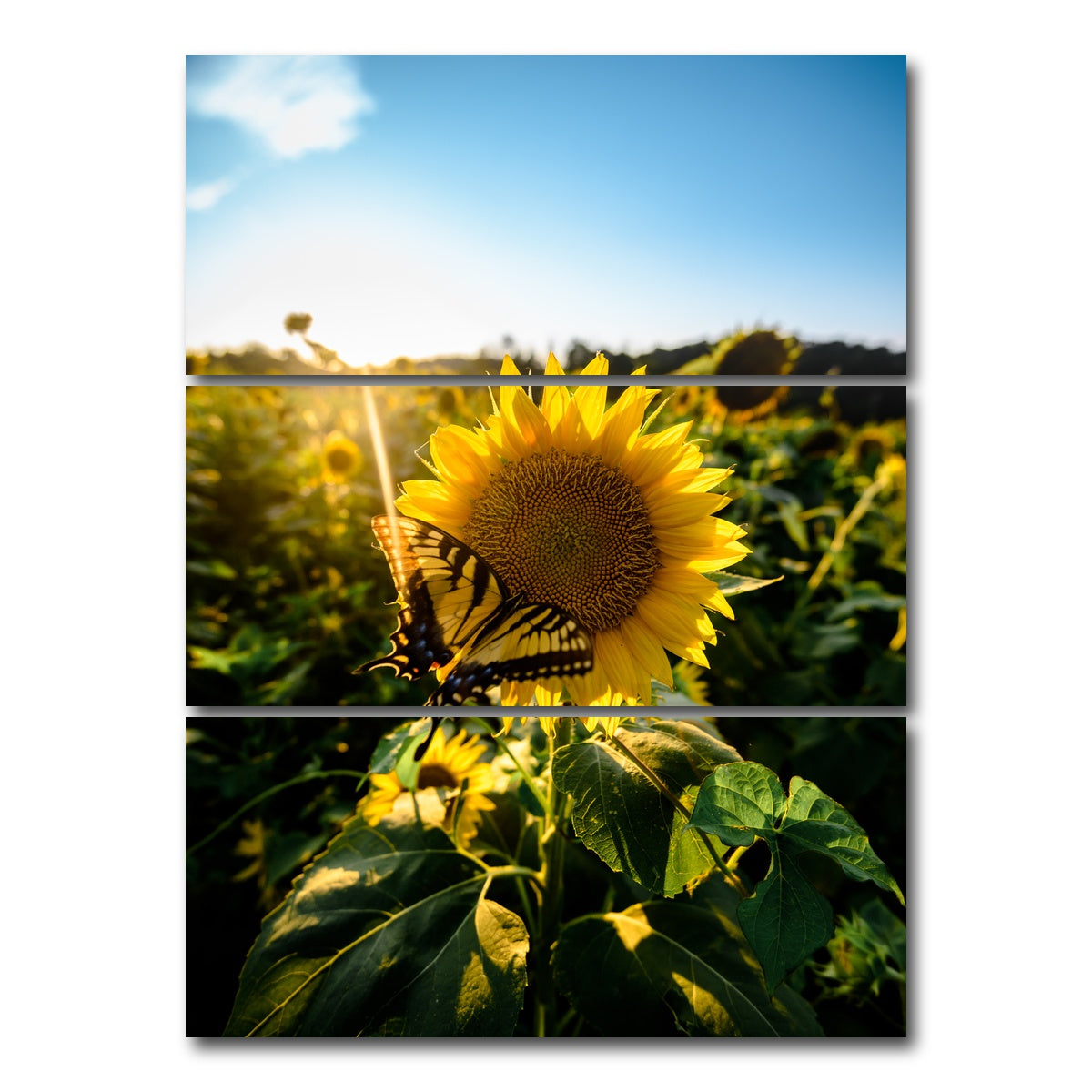 AUTO-MOCKUP WHITE | Sunflower Love | 3 Piece | Gallery Wrap Canvas | group=8x18_stacked