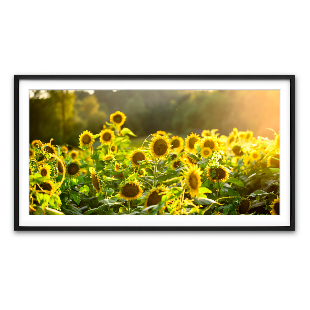 Framed Print 2x1 Black