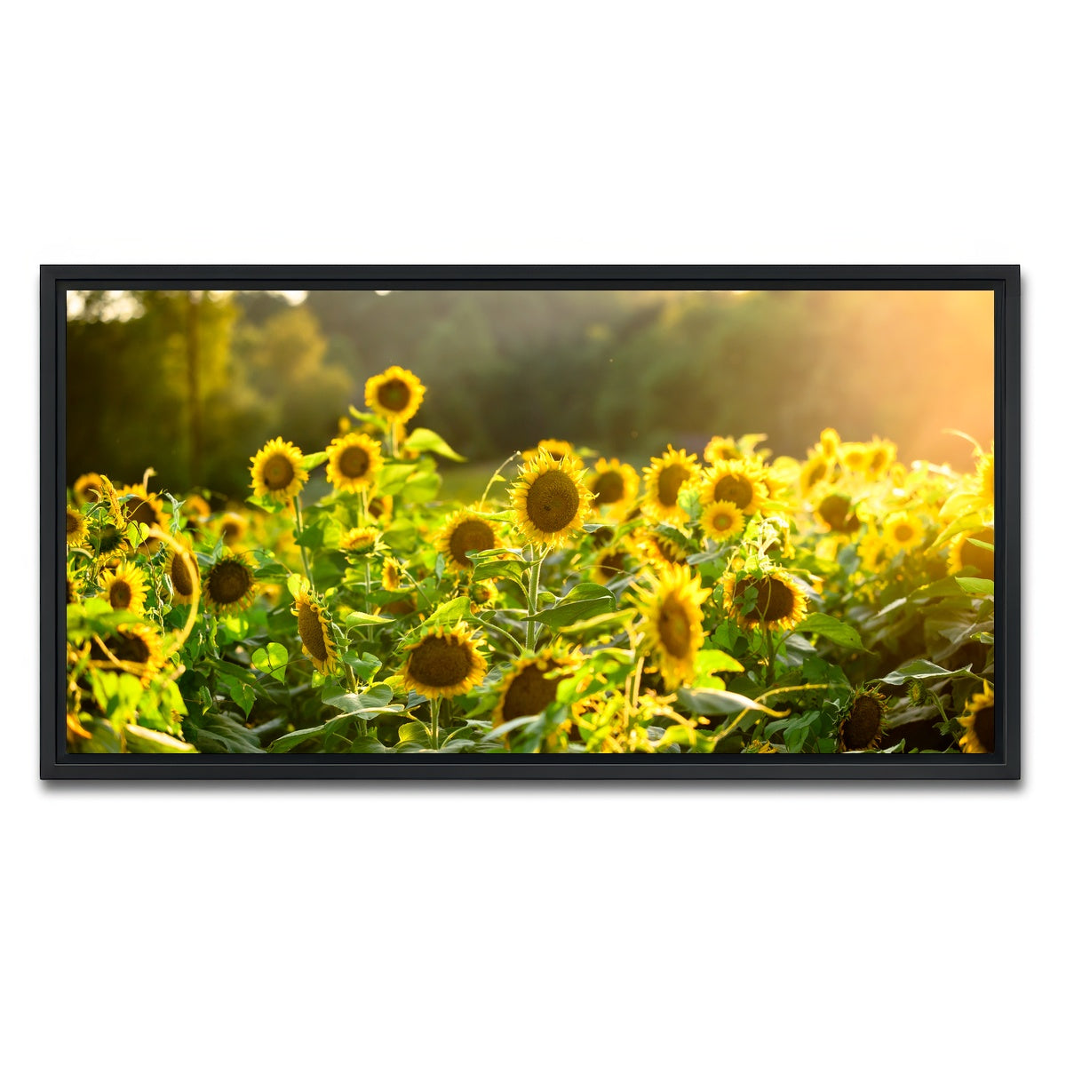 AUTO-MOCKUP WHITE | Sunflower Sunshine | 1 Piece | Black Framed Canvas | group=2x1