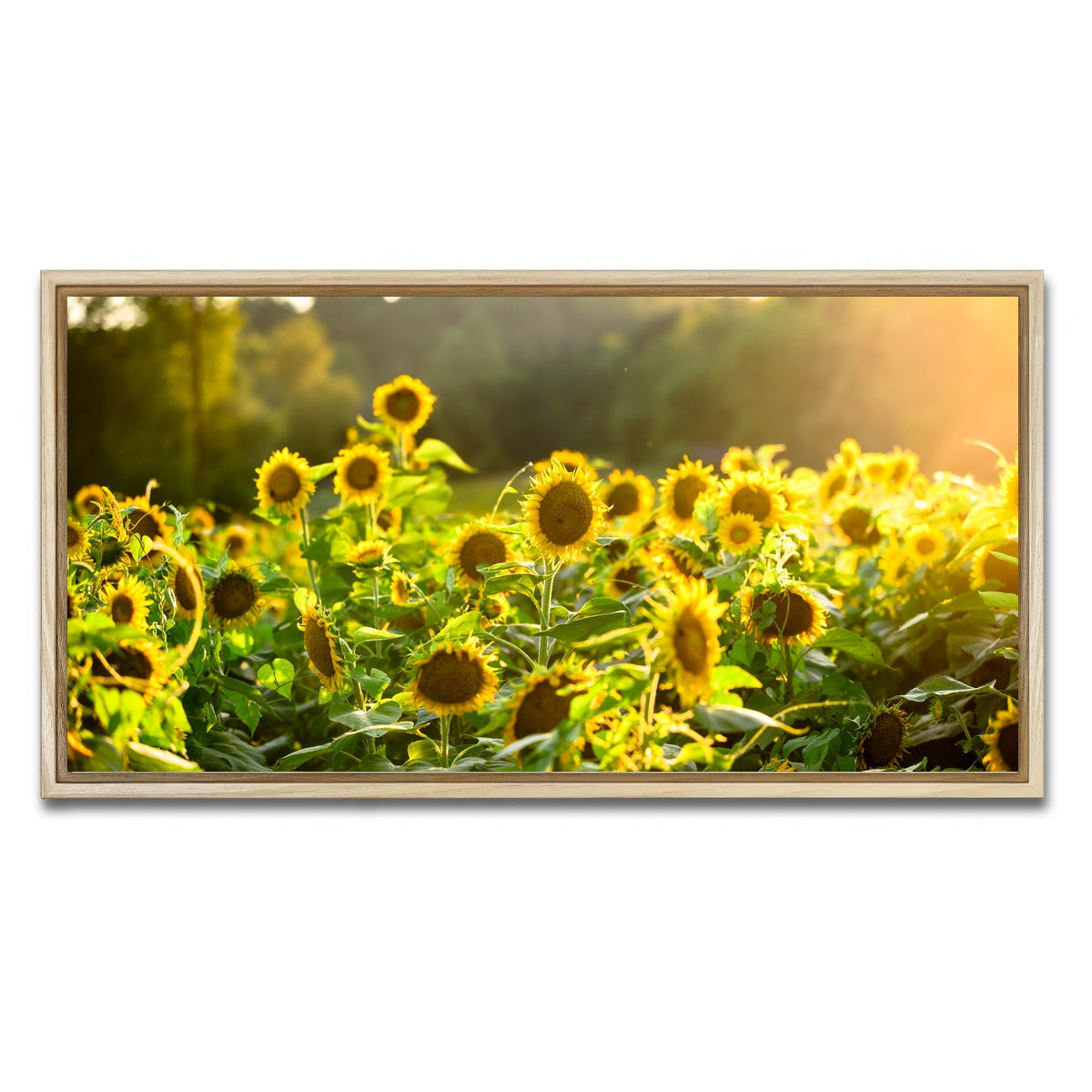 AUTO-MOCKUP WHITE | Sunflower Sunshine | 1 Piece | Natural Framed Canvas | group=2x1