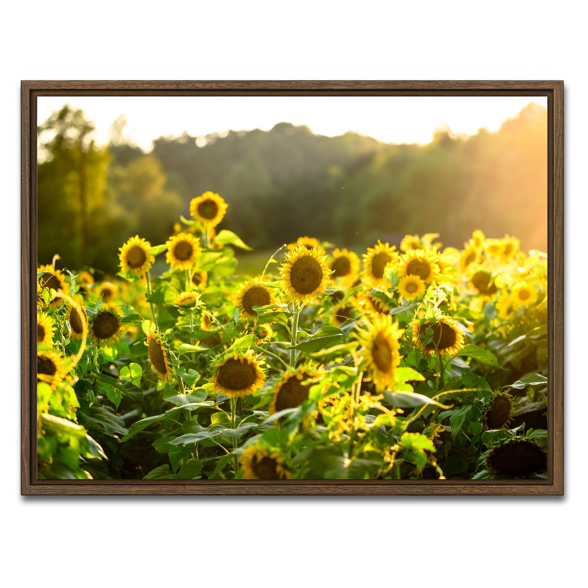 AUTO-MOCKUP WHITE | Sunflower Sunshine | 1 Piece | Walnut Framed Canvas | group=4x3