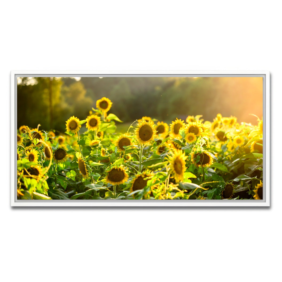 AUTO-MOCKUP WHITE | Sunflower Sunshine | 1 Piece | White Framed Canvas | group=2x1