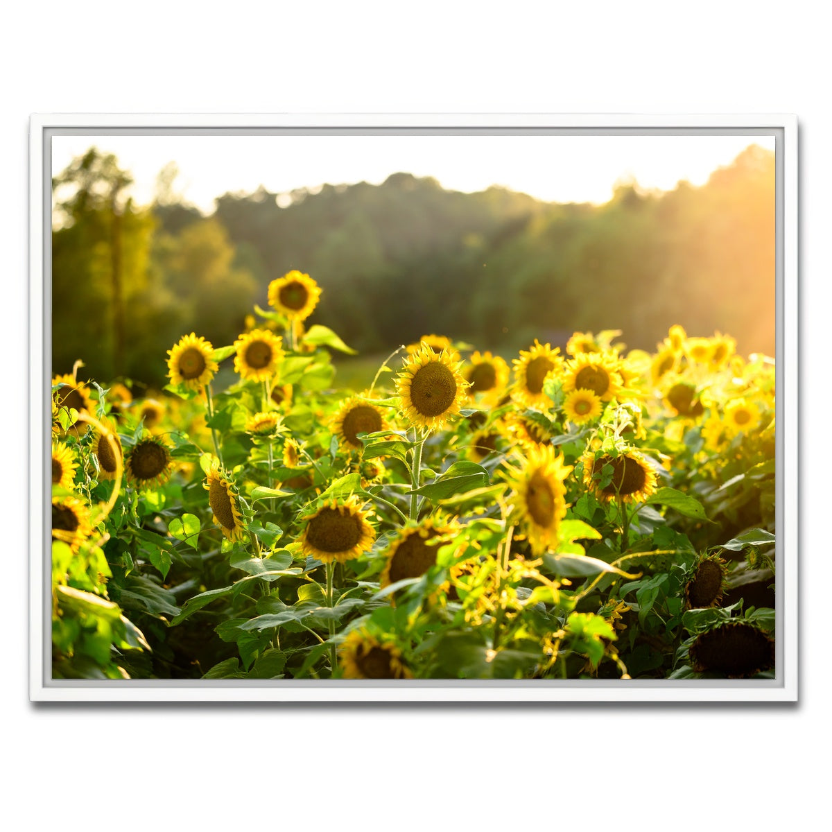 AUTO-MOCKUP WHITE | Sunflower Sunshine | 1 Piece | White Framed Canvas | group=4x3