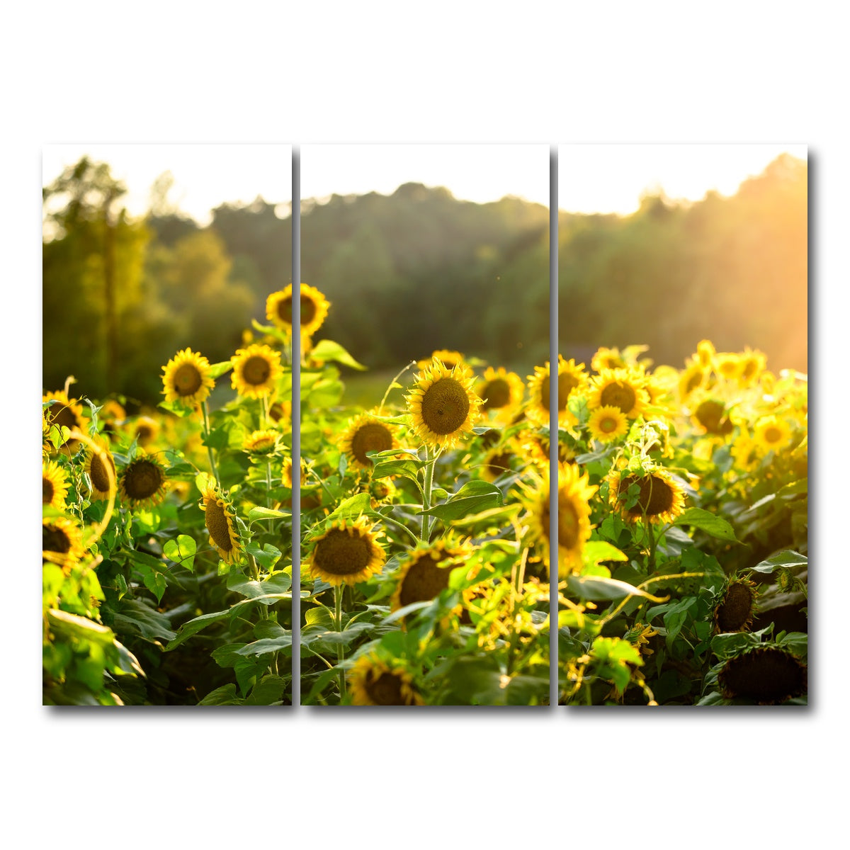AUTO-MOCKUP WHITE | Sunflower Sunshine | 3 Piece | Gallery Wrap Canvas | group=8x18