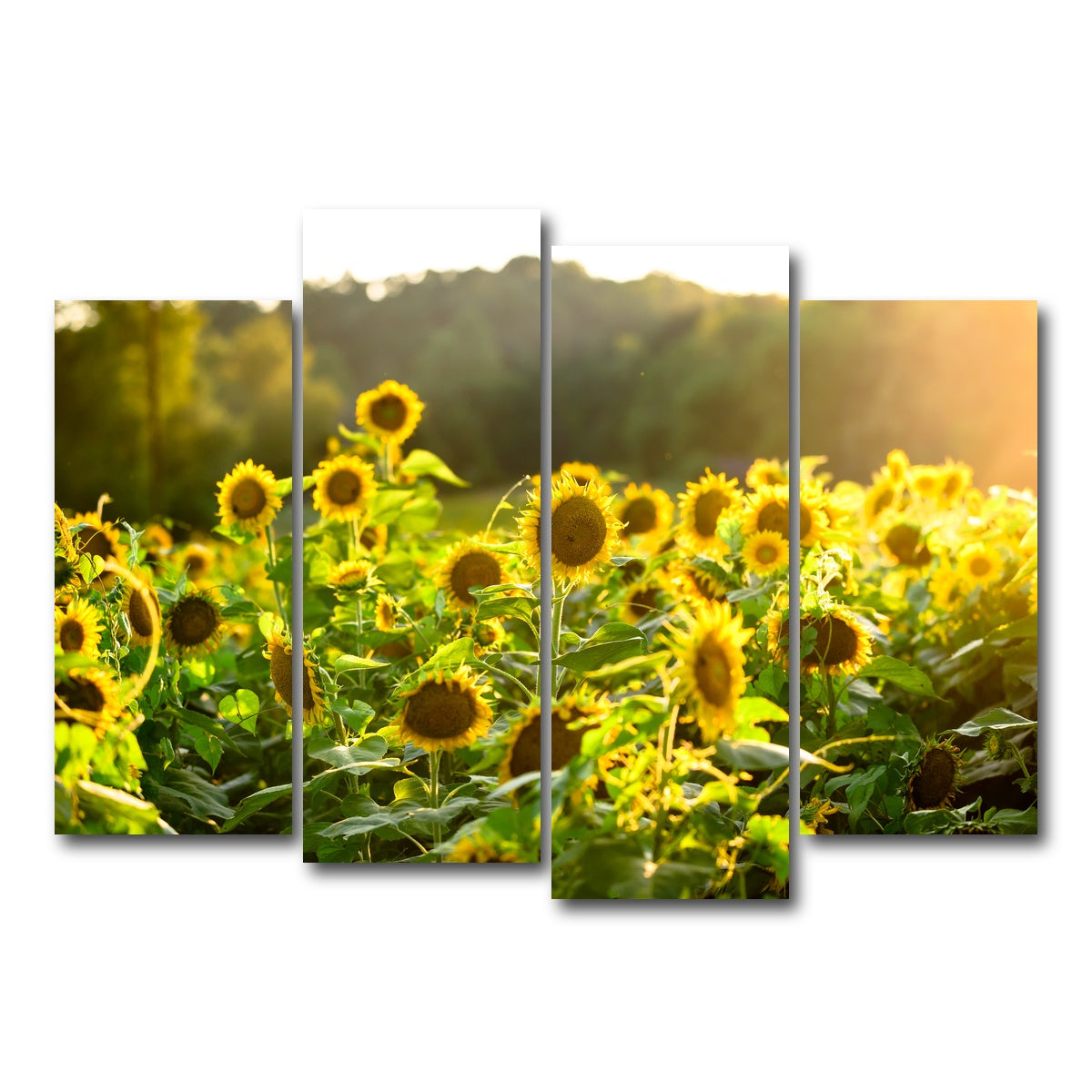 AUTO-MOCKUP WHITE | Sunflower Sunshine | 4 Piece | Gallery Wrap Canvas | group=4_normal