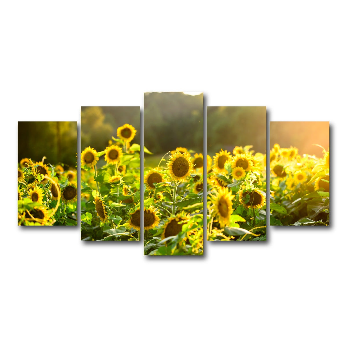 AUTO-MOCKUP WHITE | Sunflower Sunshine | 5 Piece | Gallery Wrap Canvas | group=5_normal