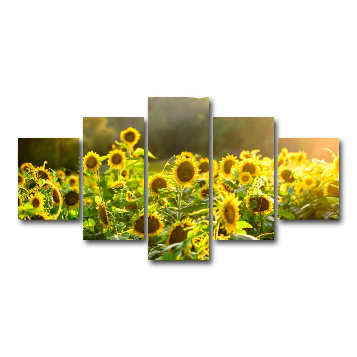 AUTO-MOCKUP WHITE | Sunflower Sunshine | 5 Piece | Gallery Wrap Canvas | group=5_short