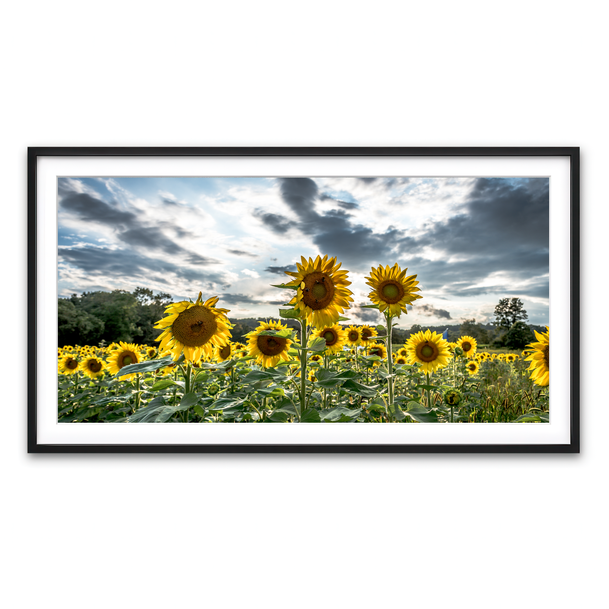 Framed Print 2x1 Black