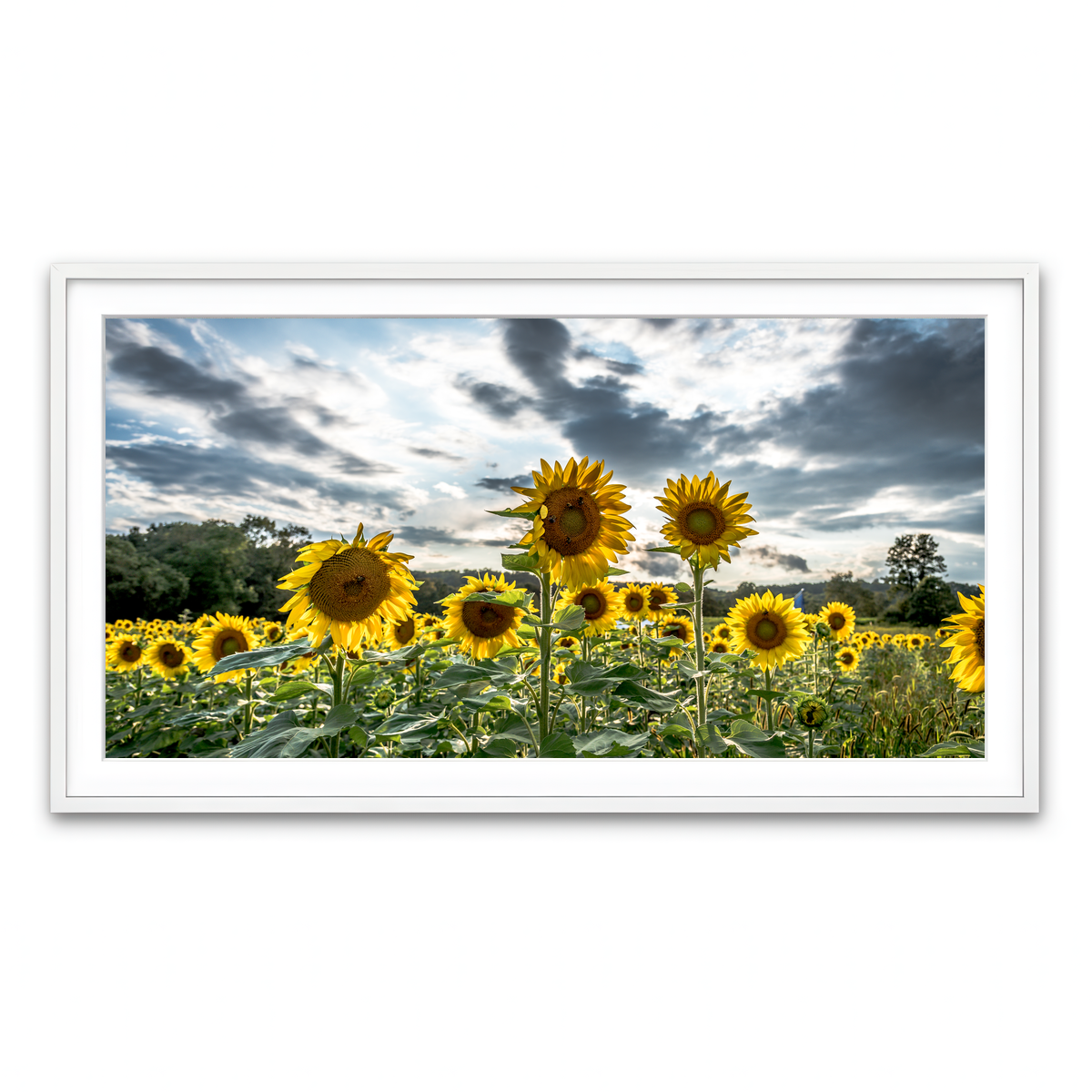 Framed Print 2x1 White