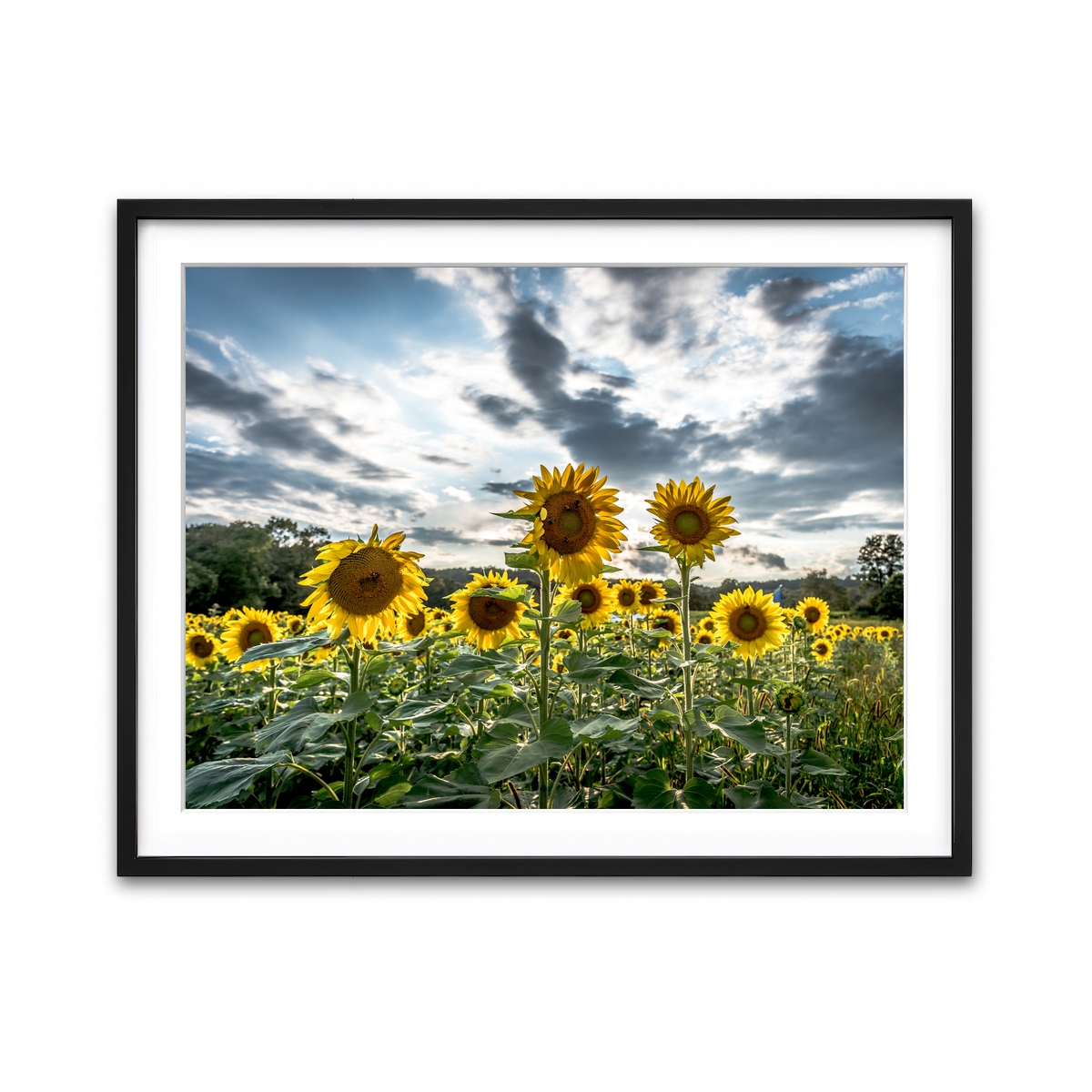 Framed Print 4x3 Black