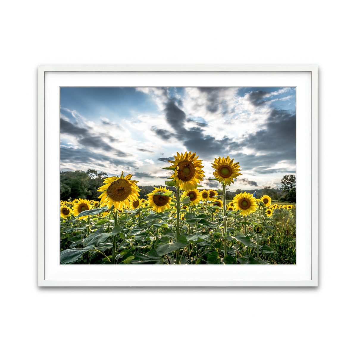 Framed Print 4x3 White