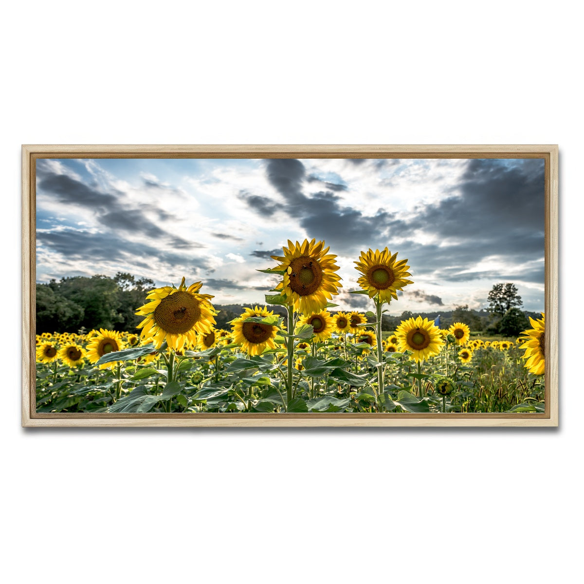 AUTO-MOCKUP WHITE | Sunflowers | 1 Piece | Natural Framed Canvas | group=2x1