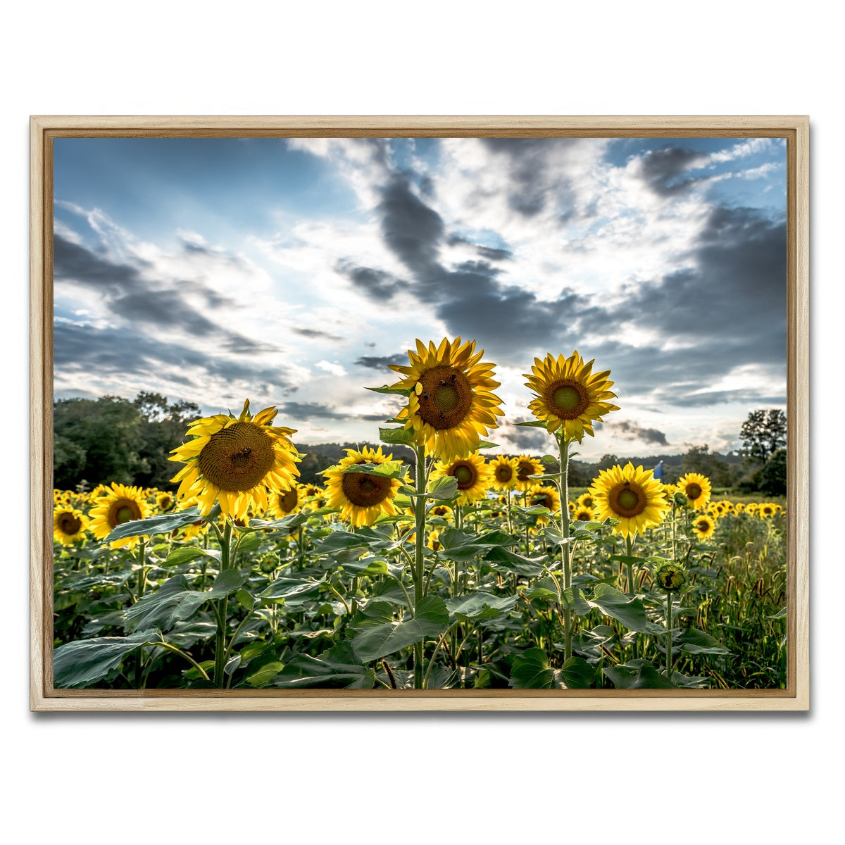 AUTO-MOCKUP WHITE | Sunflowers | 1 Piece | Natural Framed Canvas | group=4x3