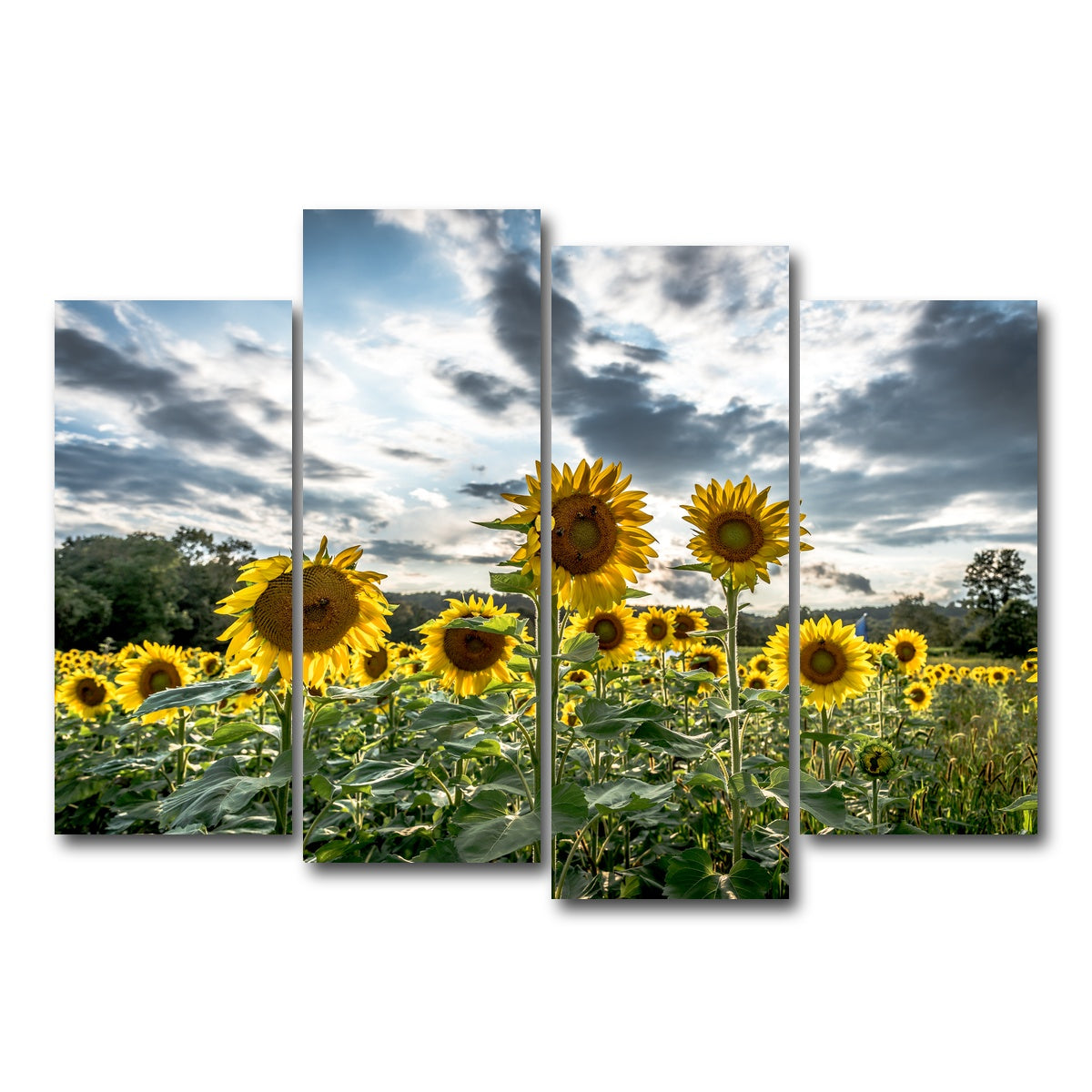 AUTO-MOCKUP WHITE | Sunflowers | 4 Piece | Gallery Wrap Canvas | group=4_normal
