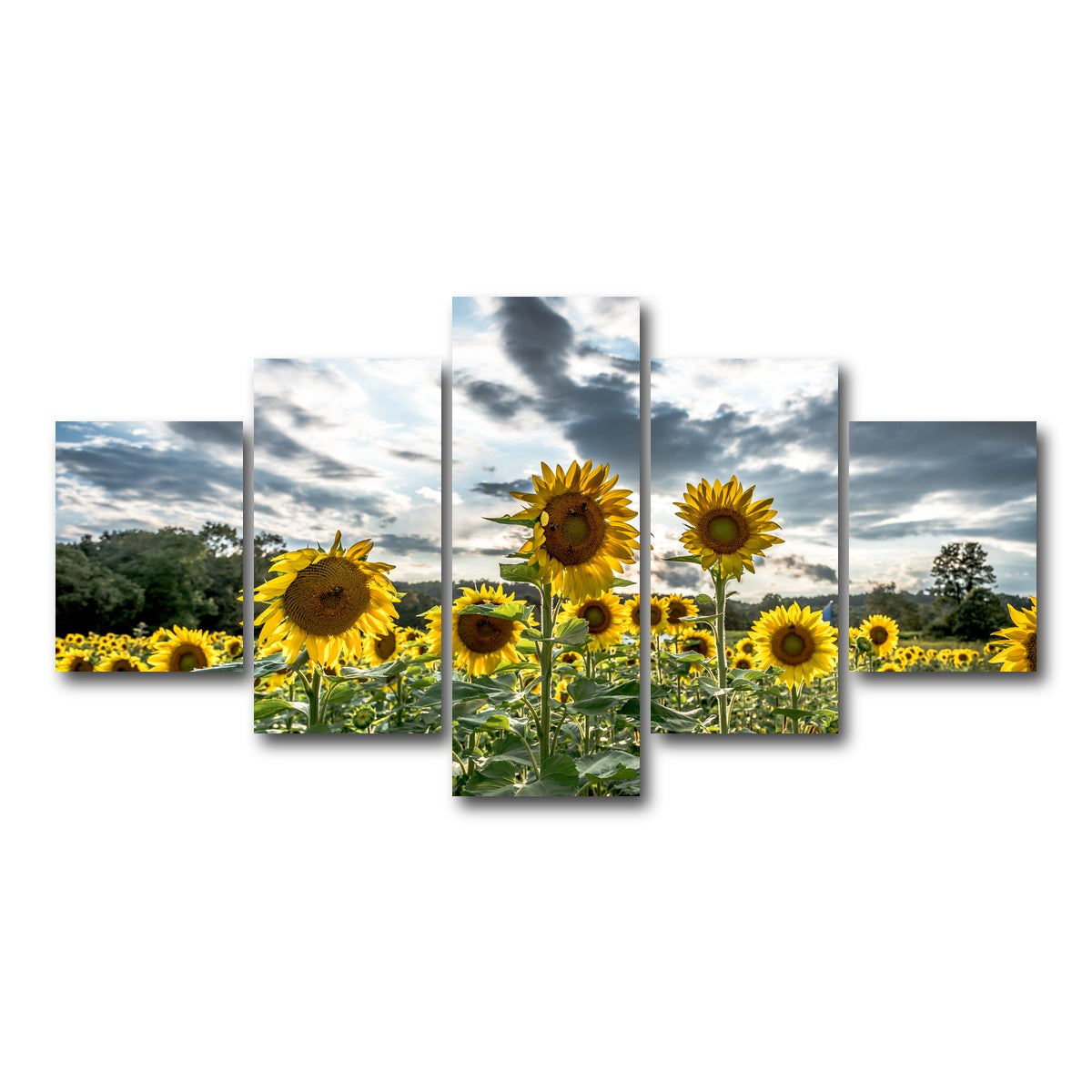 AUTO-MOCKUP WHITE | Sunflowers | 5 Piece | Gallery Wrap Canvas | group=5_short