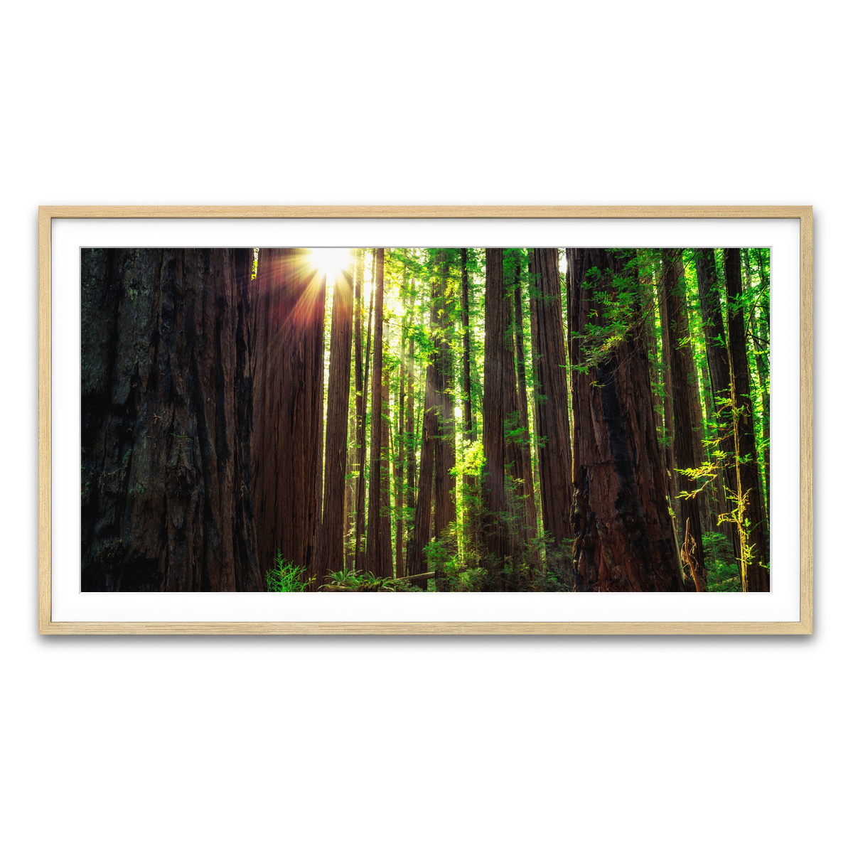 Sunrise in the Redwoods Wall Art