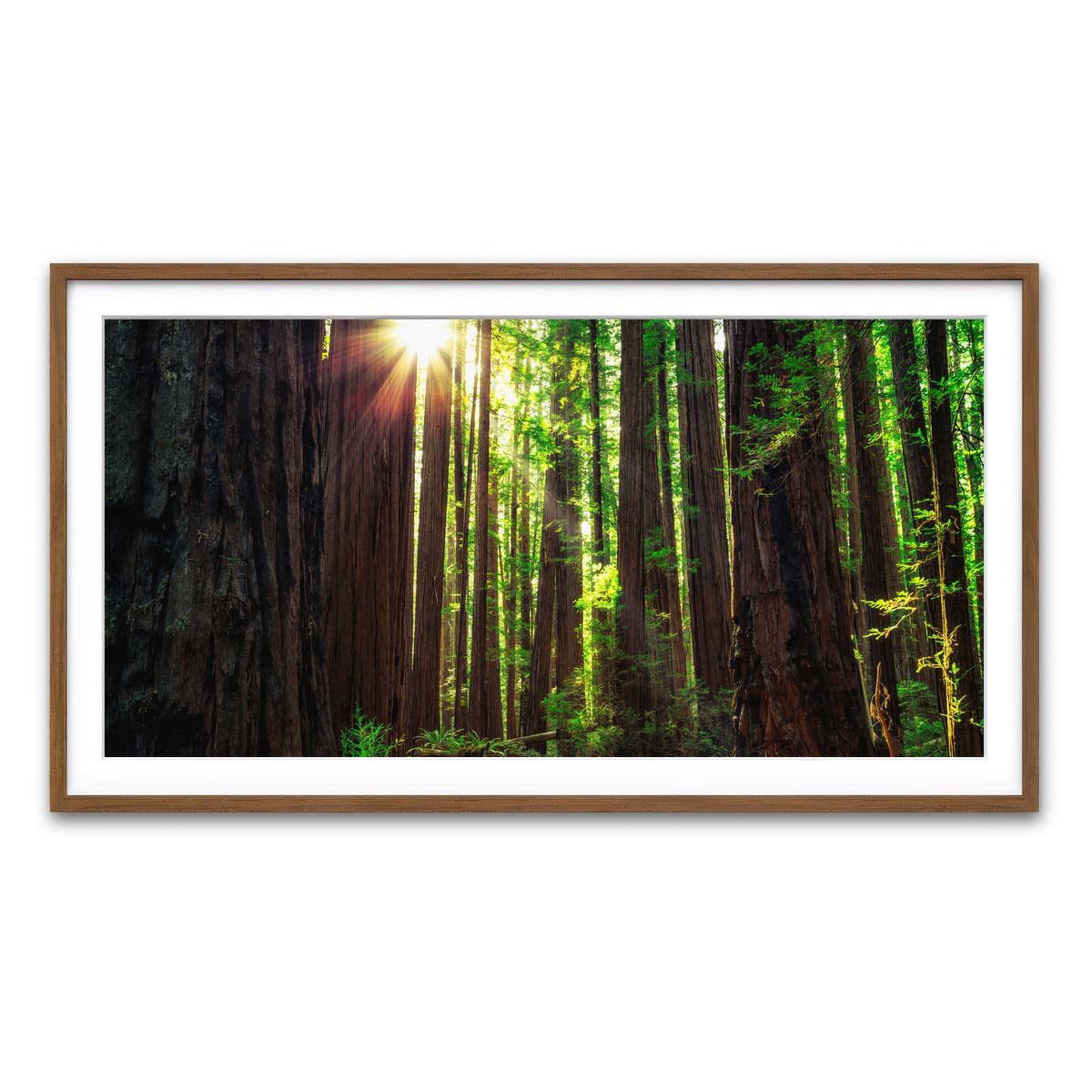 Sunrise in the Redwoods Wall Art