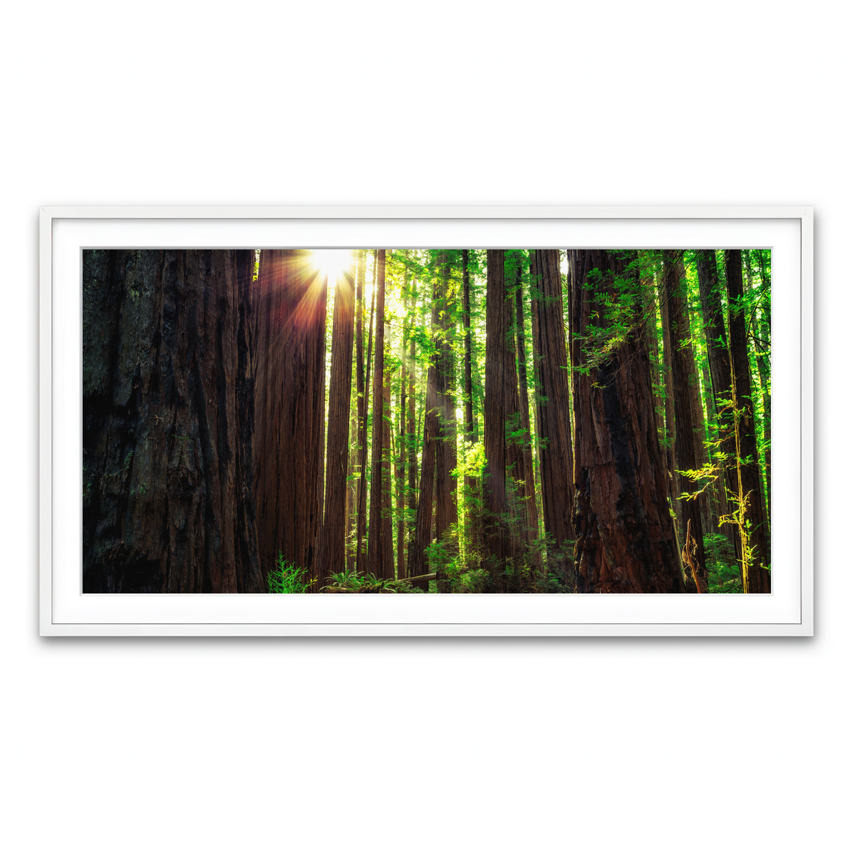 Sunrise in the Redwoods Wall Art
