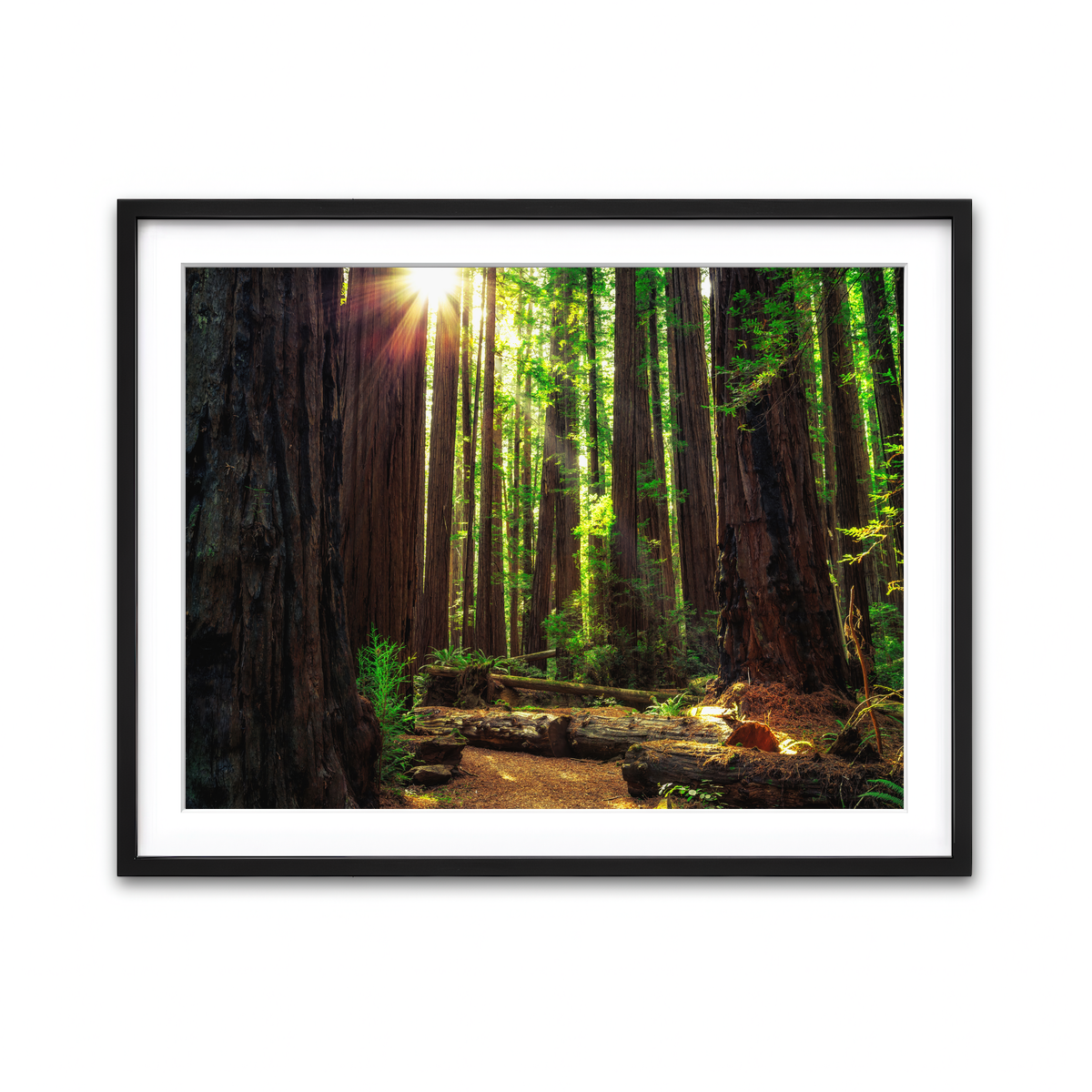 Sunrise in the Redwoods Wall Art