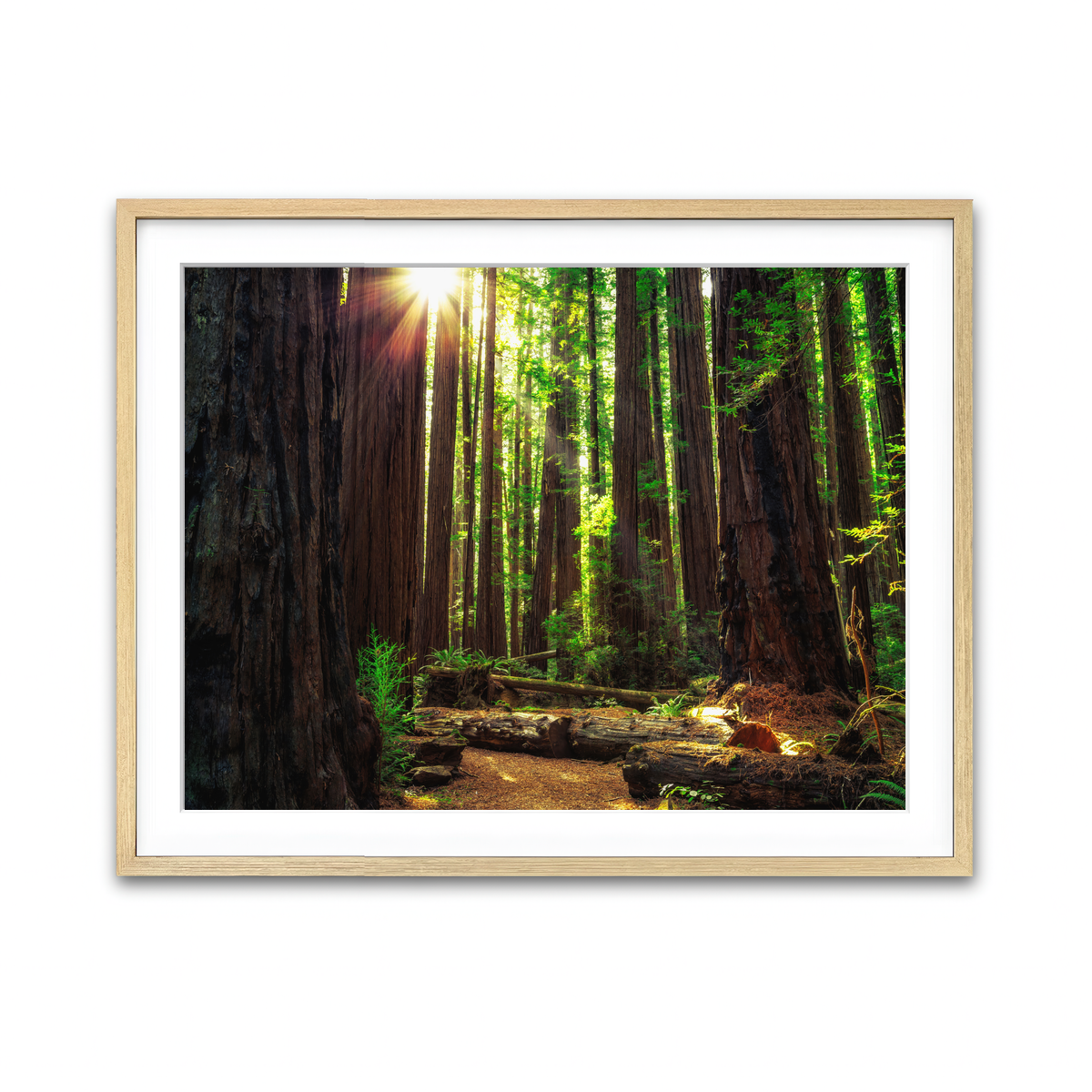 Sunrise in the Redwoods Wall Art