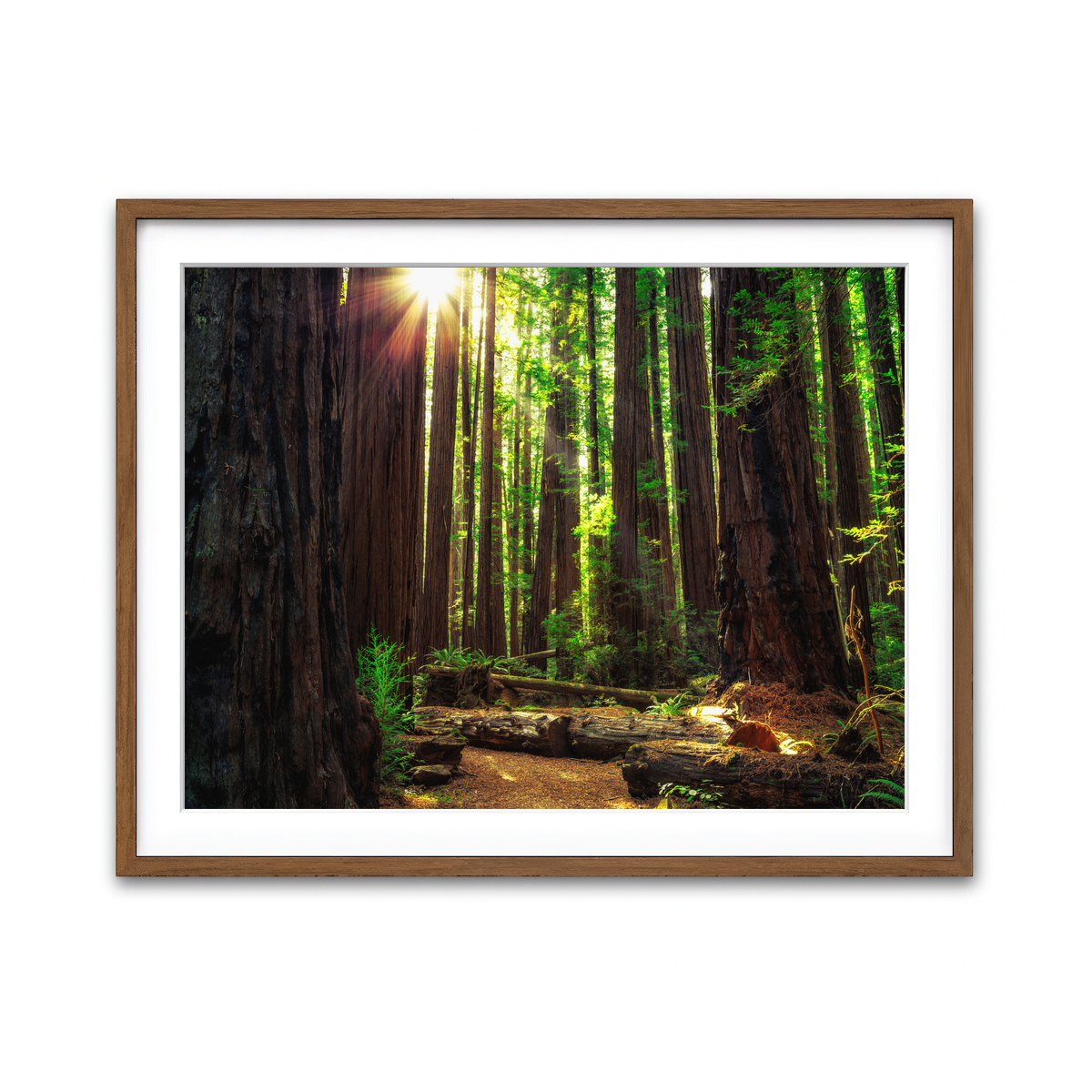 Sunrise in the Redwoods Wall Art