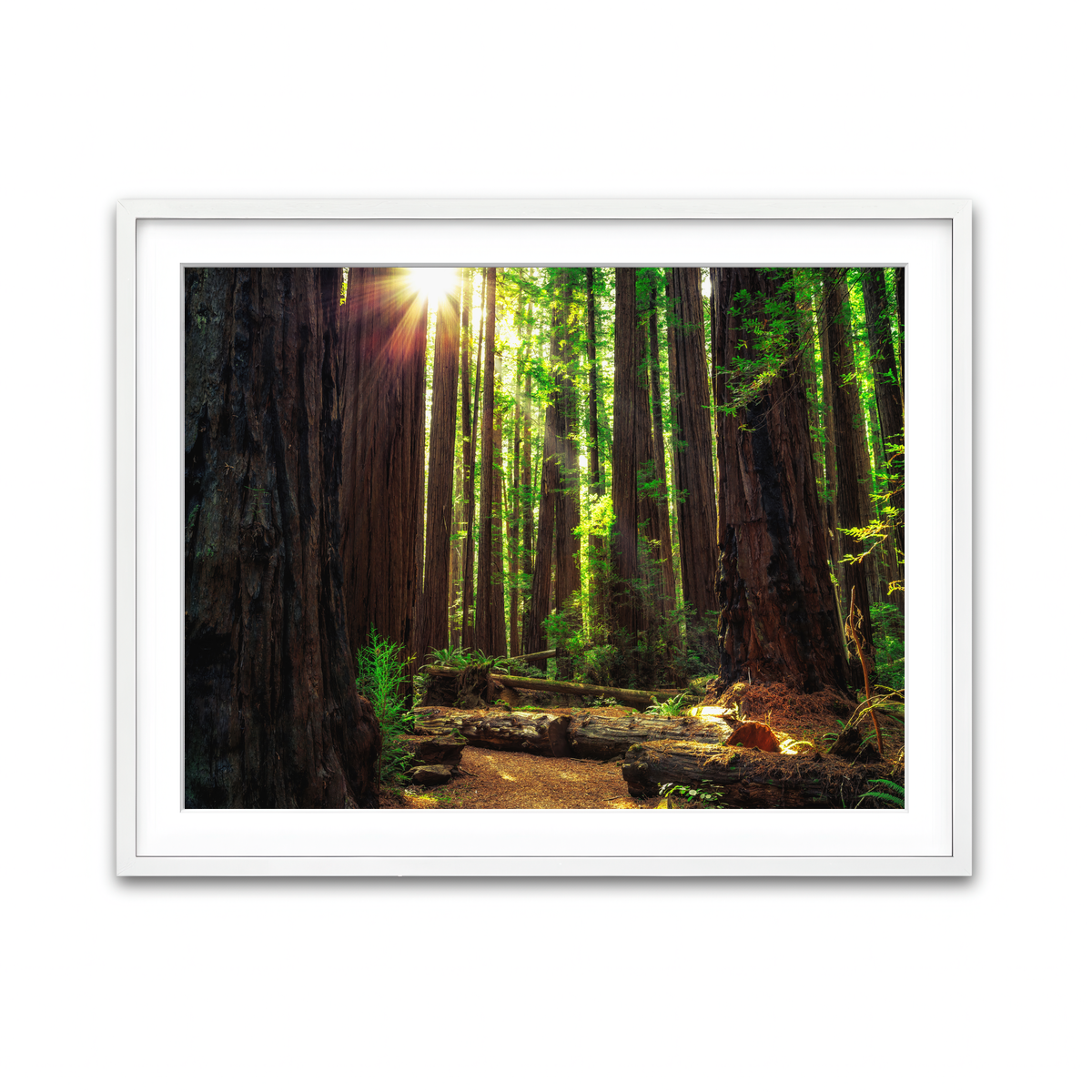 Sunrise in the Redwoods Wall Art