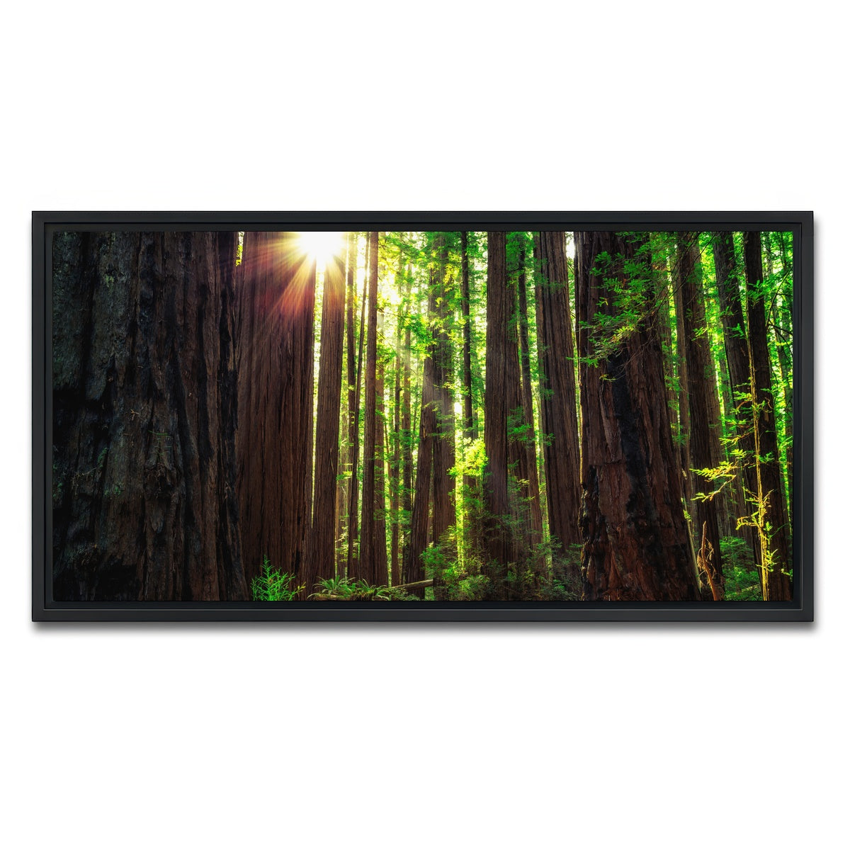 Sunrise in the Redwoods Wall Art