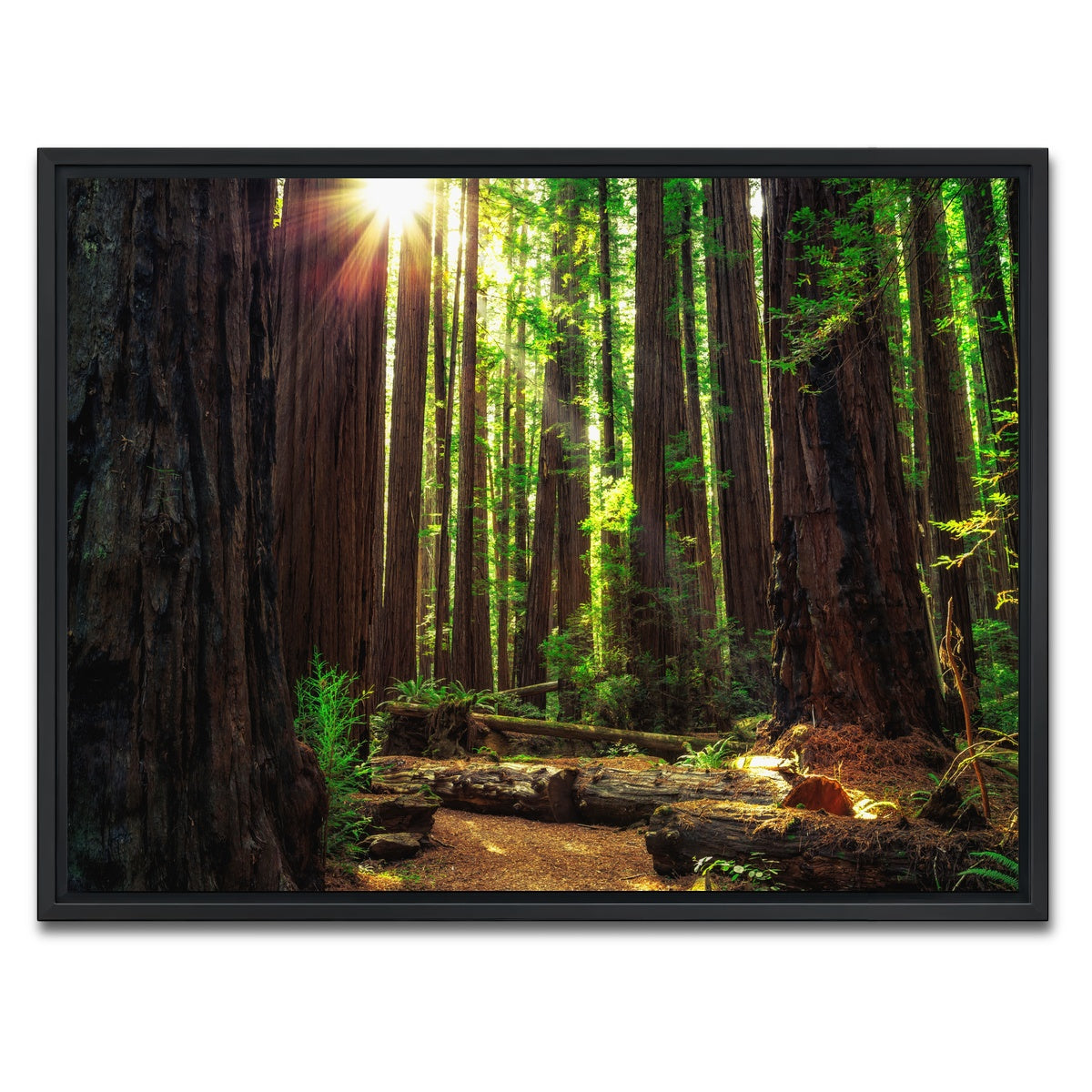 Sunrise in the Redwoods Wall Art