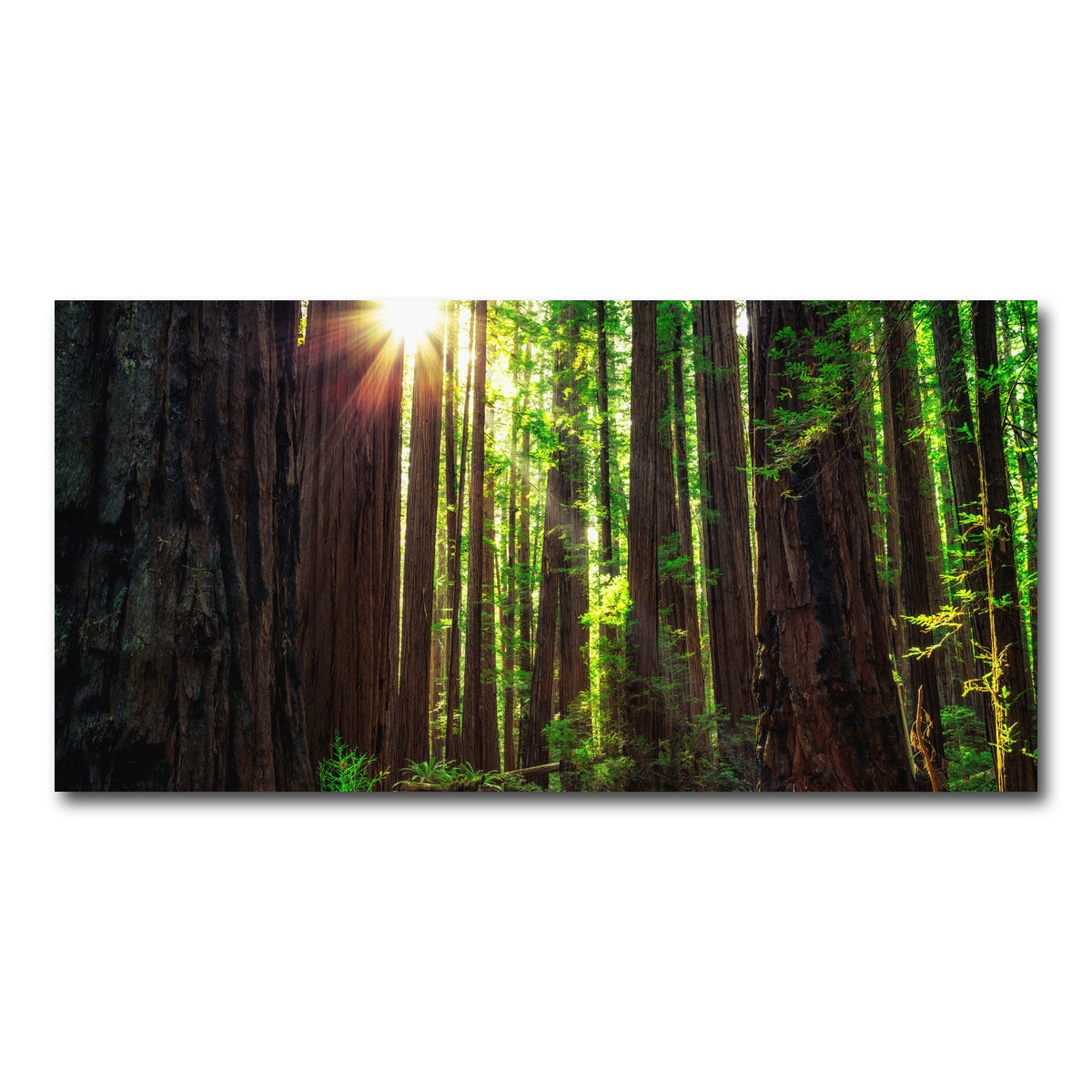 Sunrise in the Redwoods Wall Art