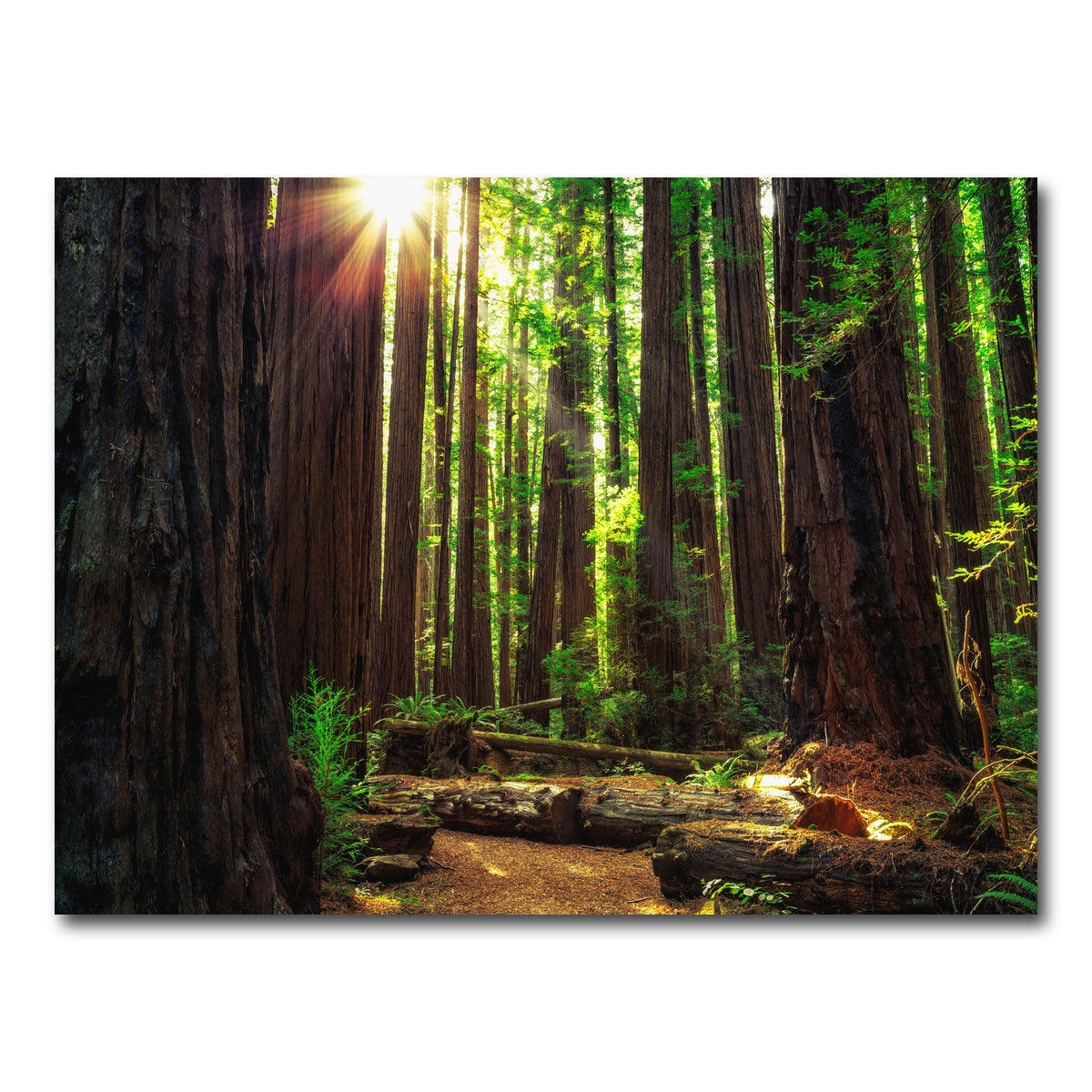 Sunrise in the Redwoods Wall Art
