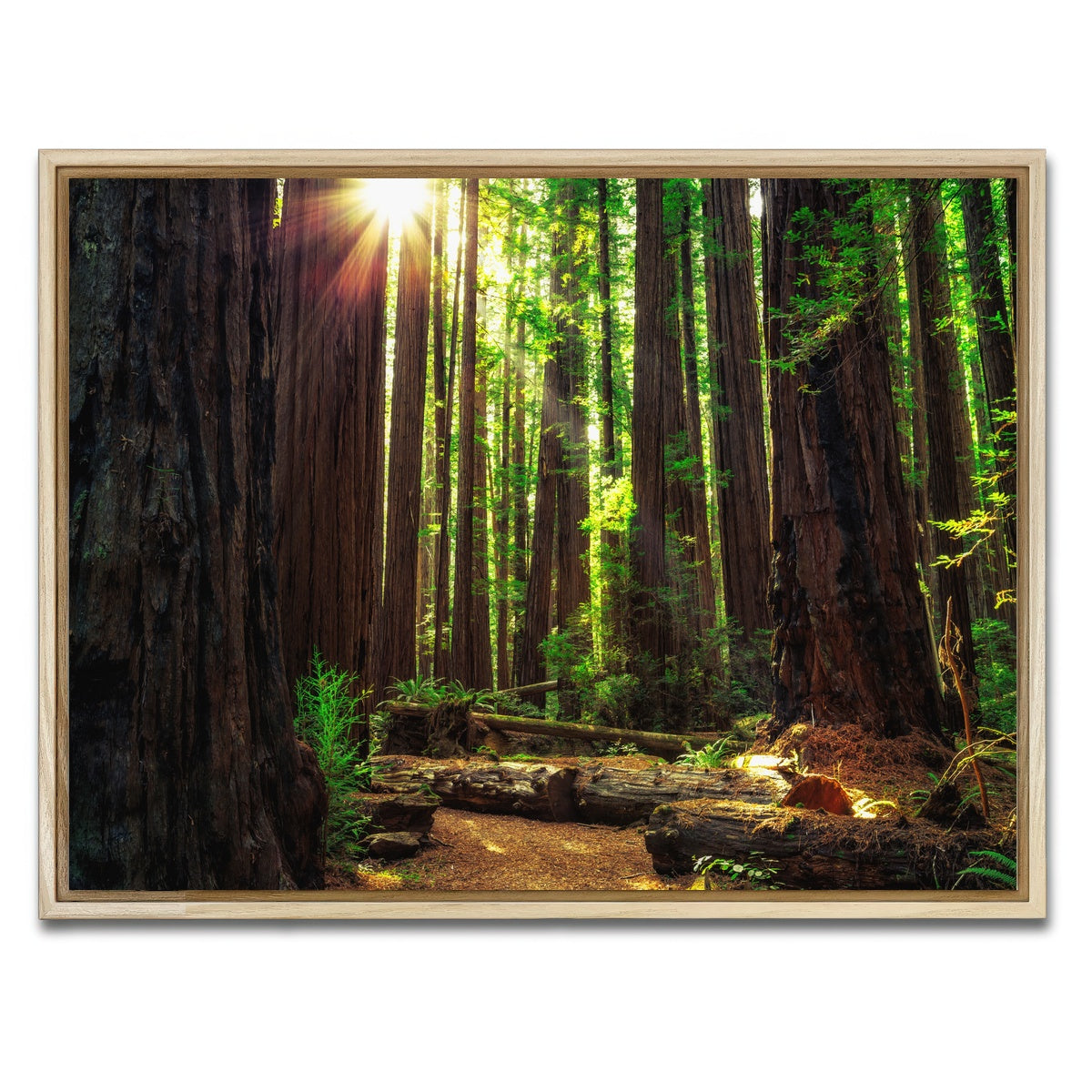Sunrise in the Redwoods Wall Art