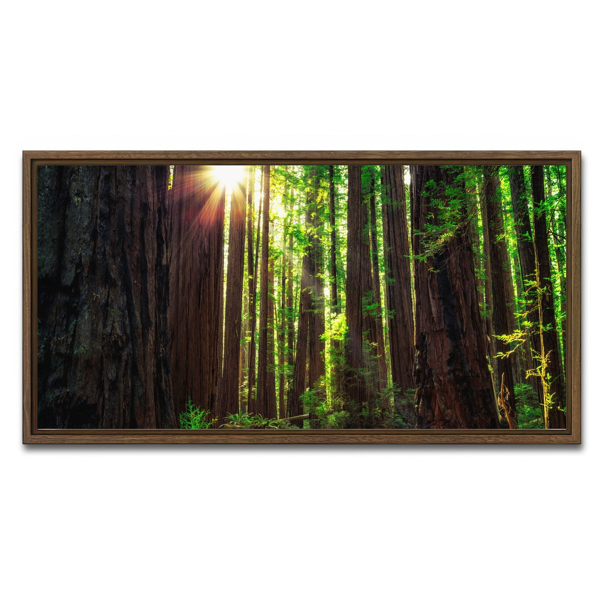 Sunrise in the Redwoods Wall Art