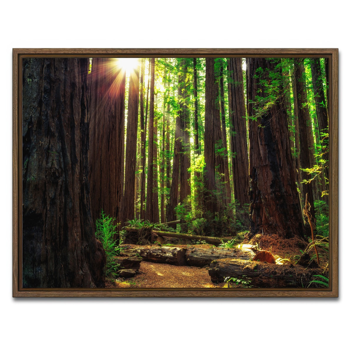 Sunrise in the Redwoods Wall Art