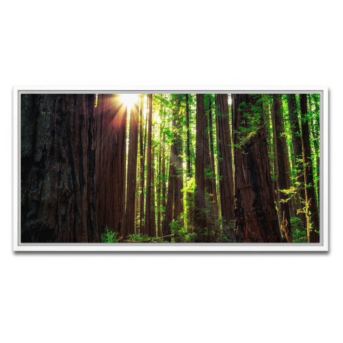Sunrise in the Redwoods Wall Art
