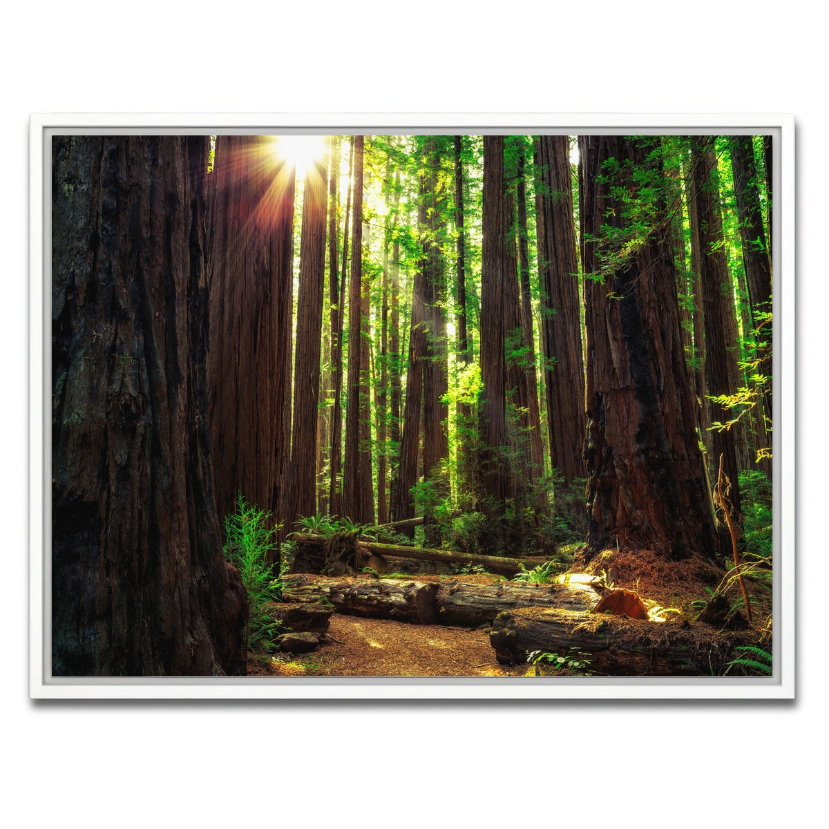 Sunrise in the Redwoods Wall Art