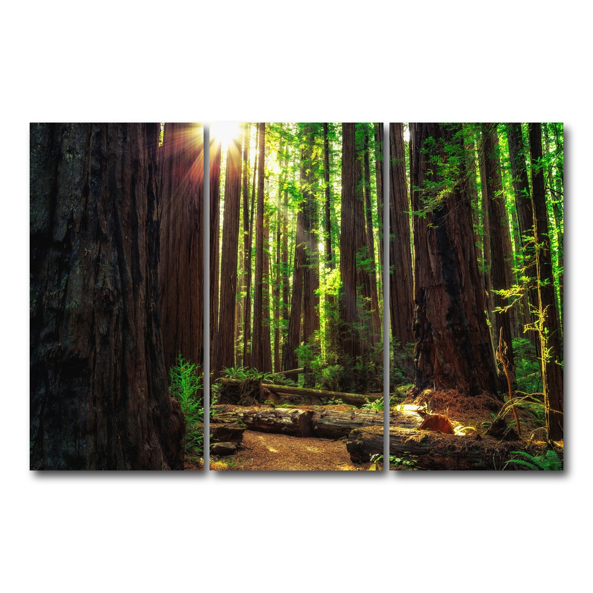 Sunrise in the Redwoods Wall Art