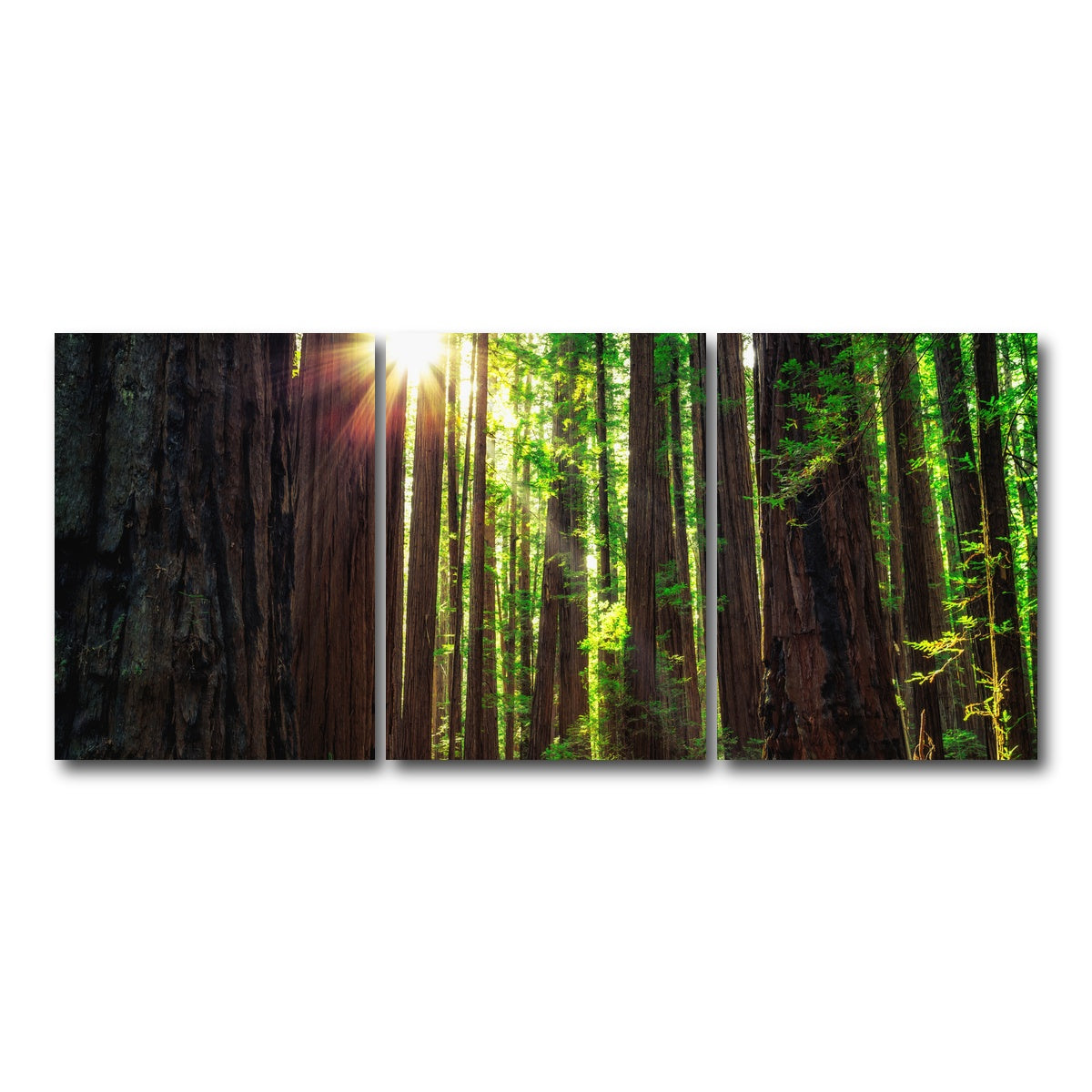 Sunrise in the Redwoods Wall Art