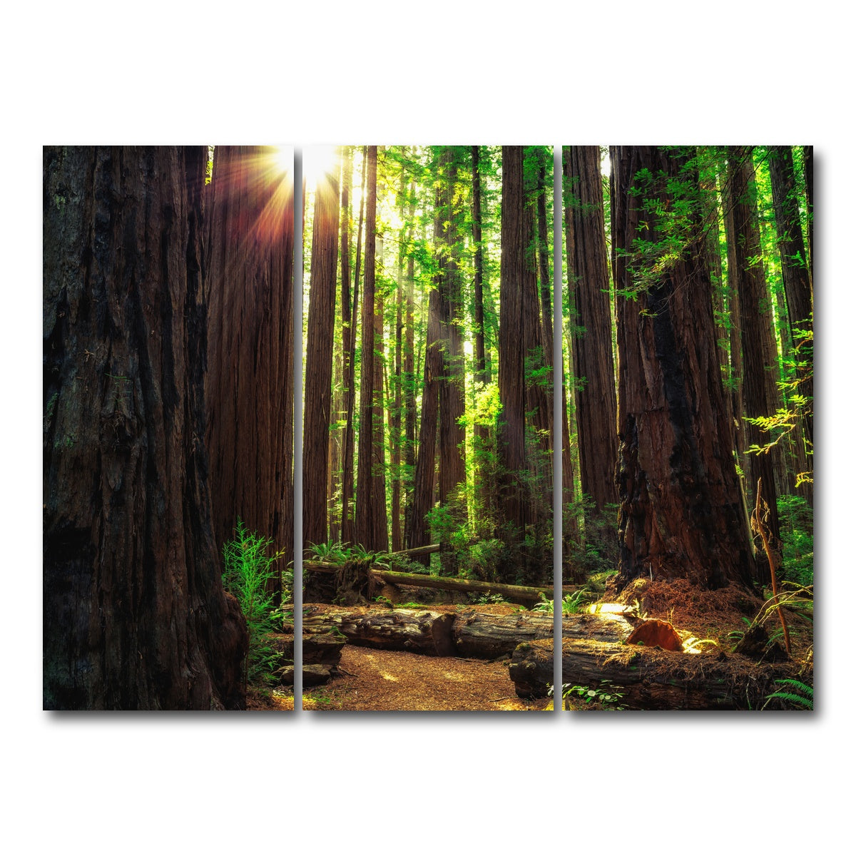 Sunrise in the Redwoods Wall Art