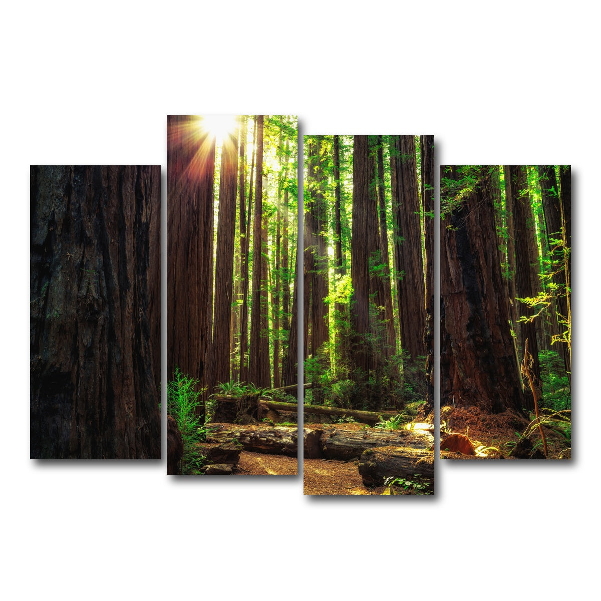 Sunrise in the Redwoods Wall Art
