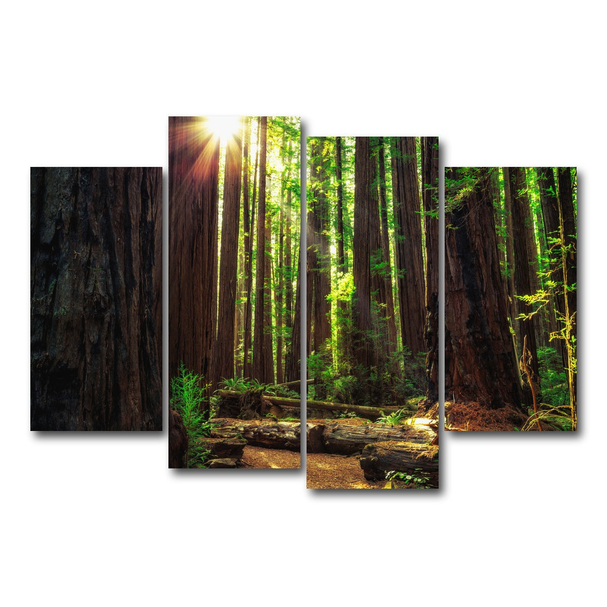 Sunrise in the Redwoods Wall Art