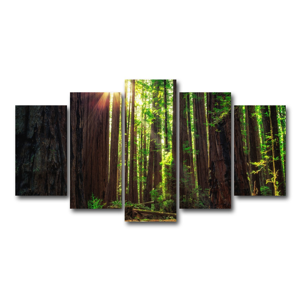 Sunrise in the Redwoods Wall Art