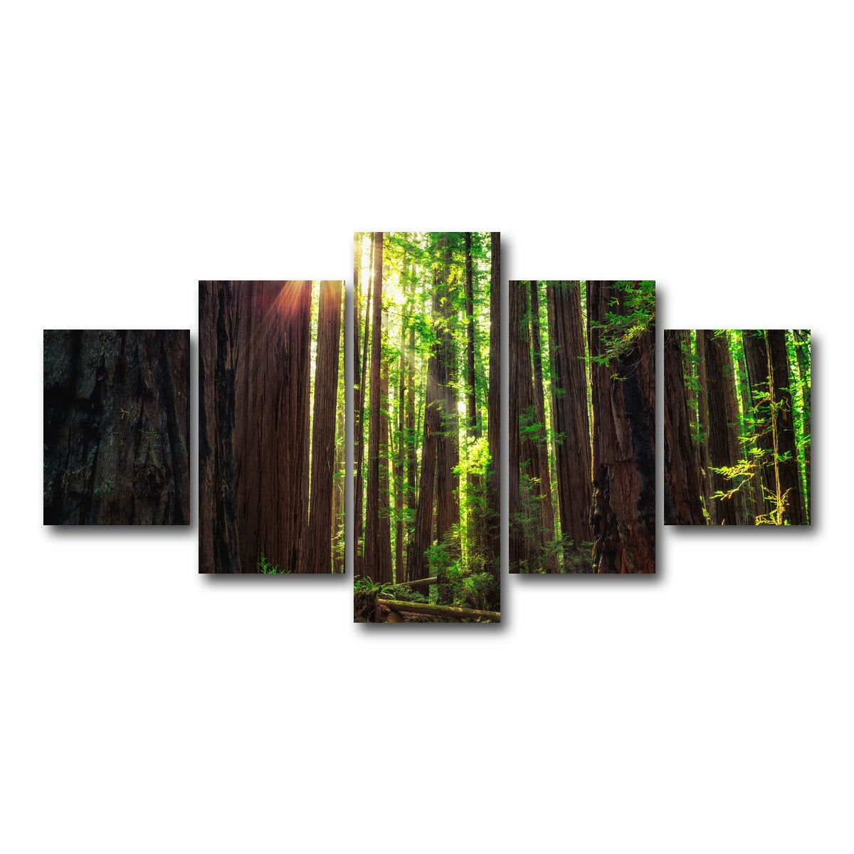 Sunrise in the Redwoods Wall Art