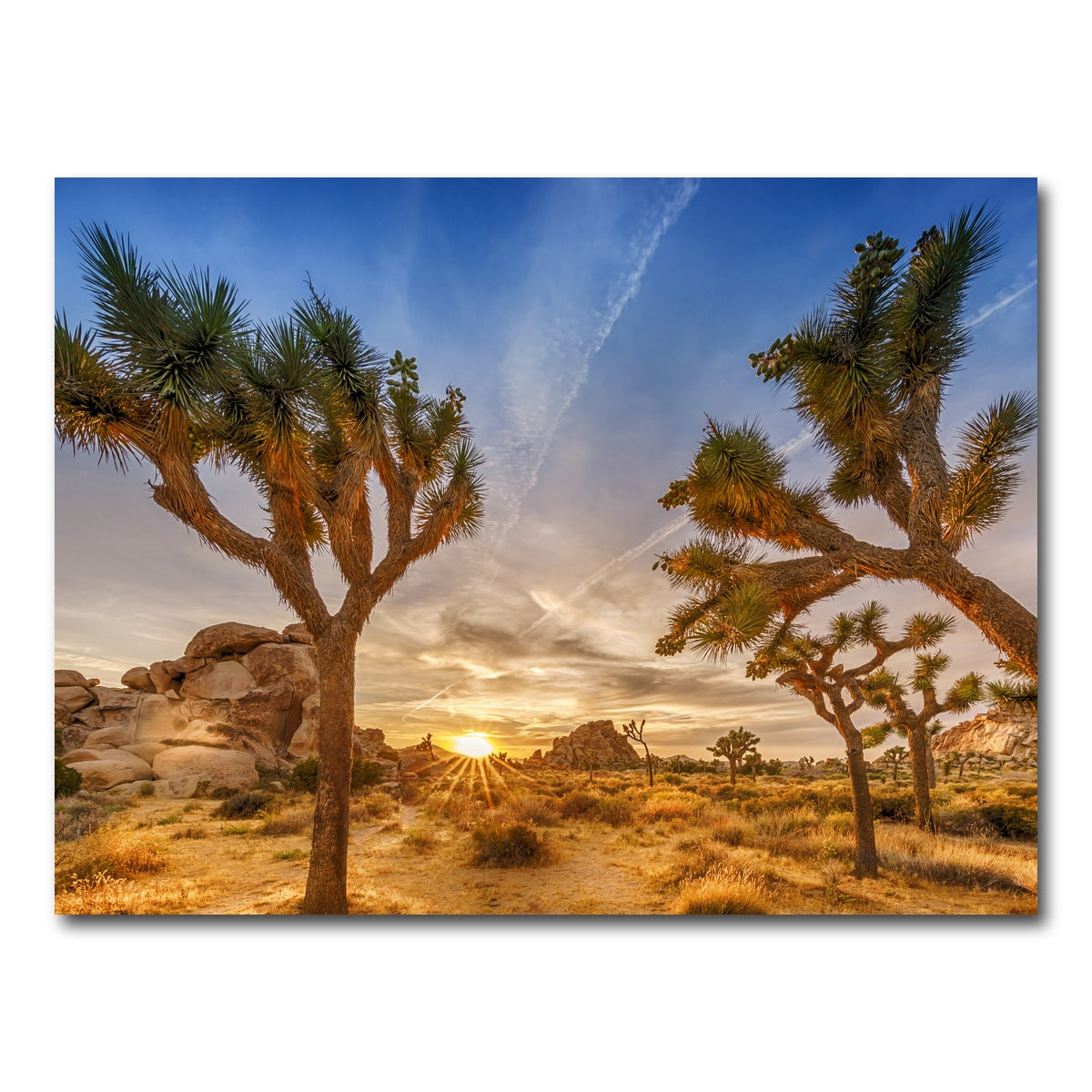 Sunset at Joshua Tree National Park Wall Art